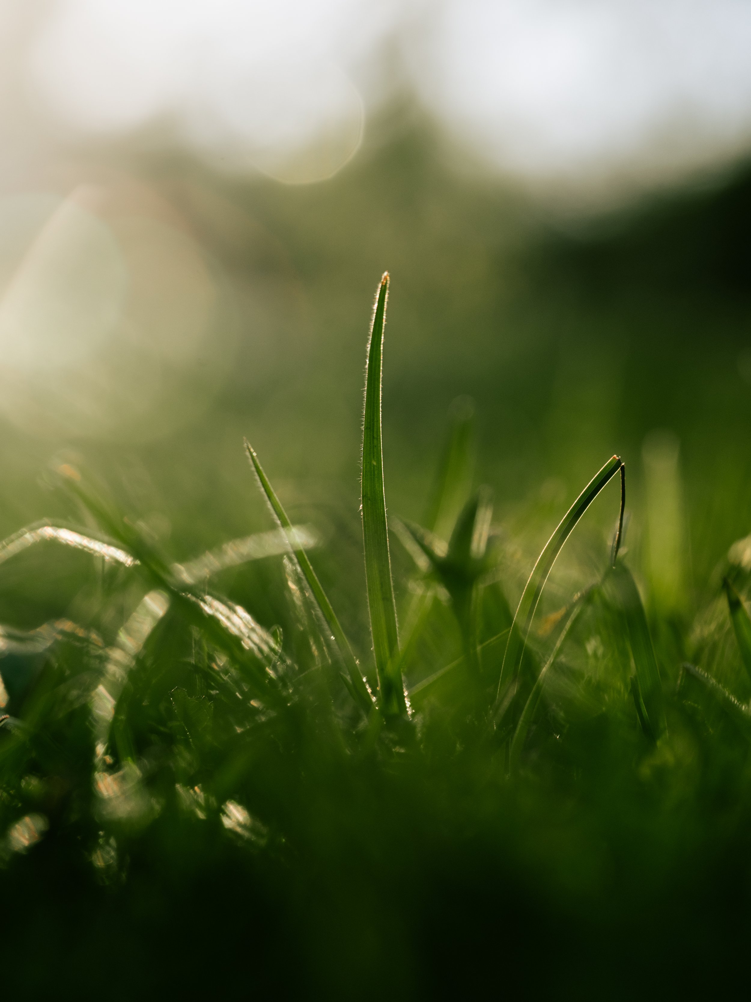 SMC-CBF-BlossomWalk2026-39.jpg