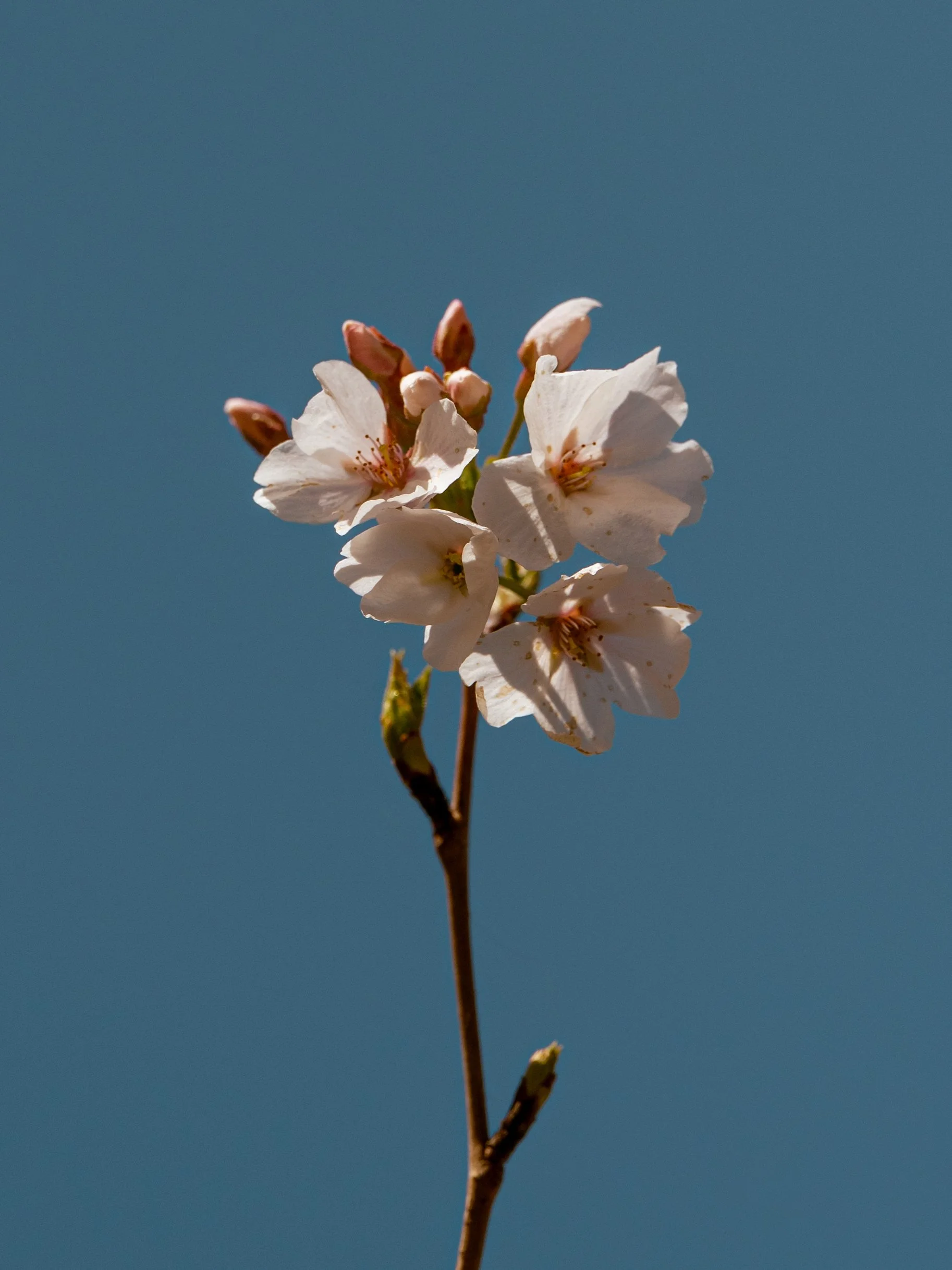 SMC-CBF-BlossomWalk2026-76-2.jpg