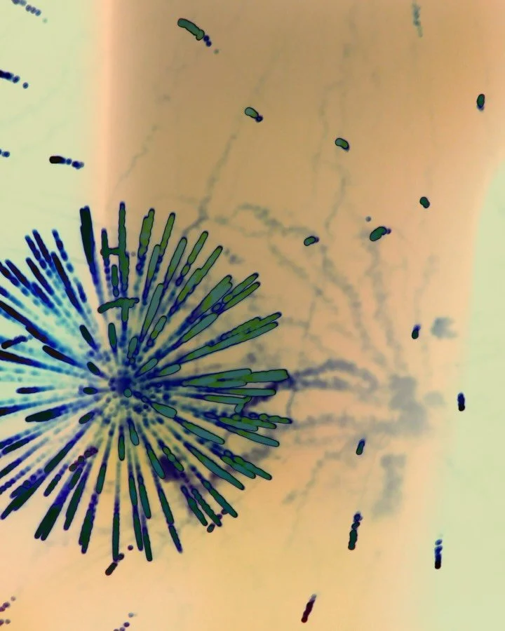 Happy New Years ʻOhana! 🎇

Mahalo to everyone who came out last night to celebrate 2025 with us! @waikailineup @hawaiisfinestclothing 

We couldn&rsquo;t be more grateful for all the blessings and opportunities this past year. Here&rsquo;s to 2026! 