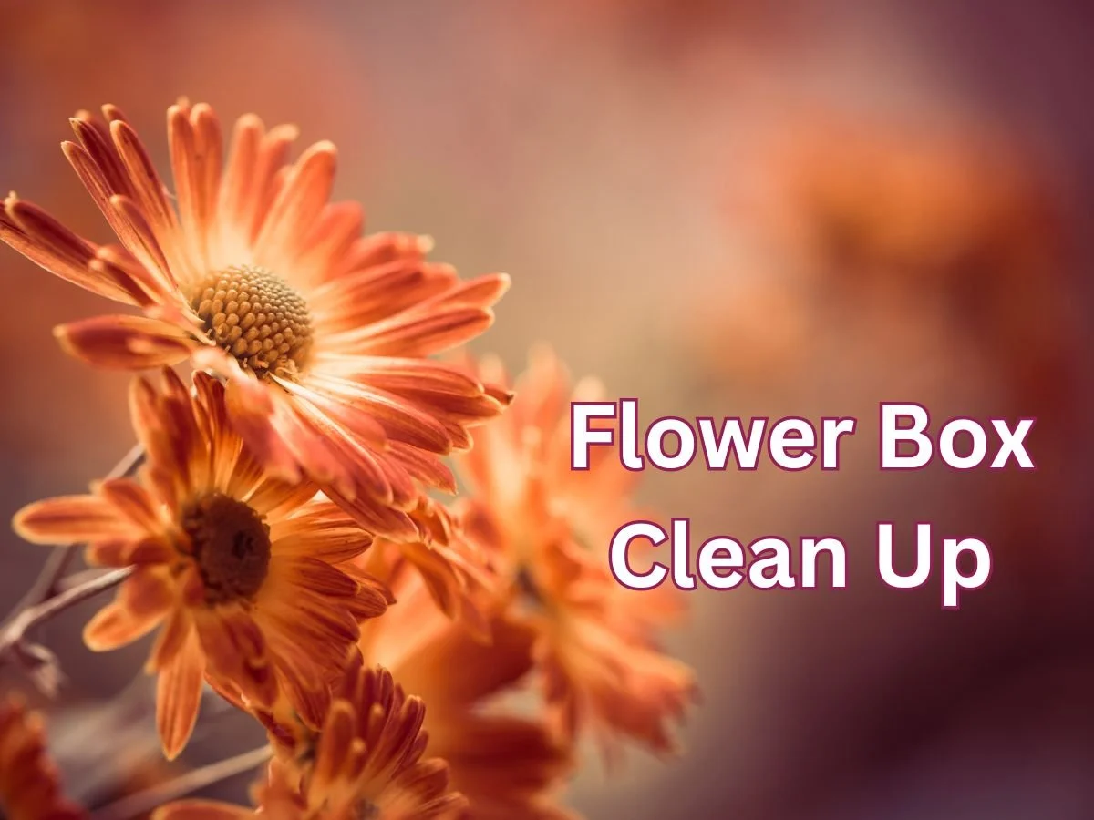 Flower Box Clean Up