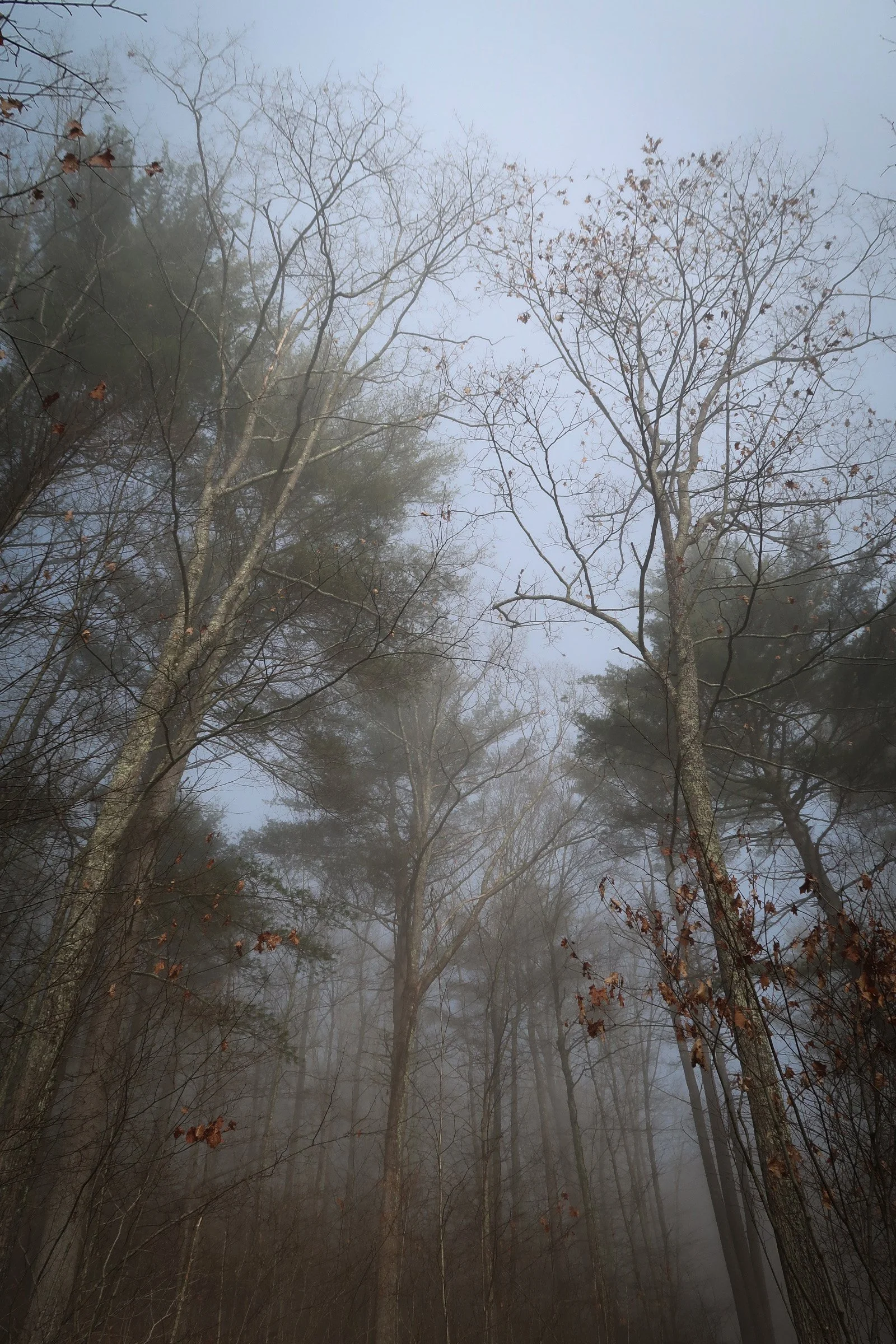 Foggy forest with tall, leafless trees and a few scattered leaves on the branches.