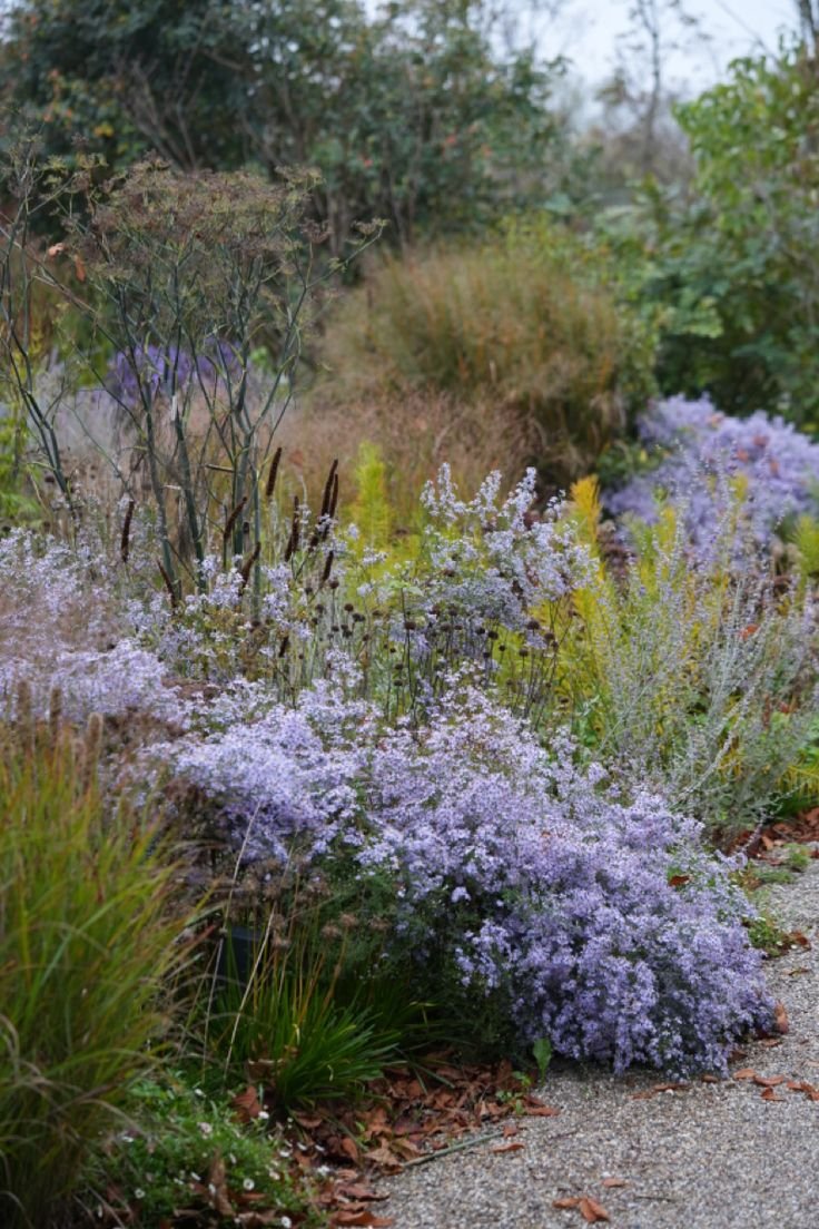 A garden path surrounded by various flowering plants and greenery, with purple and white flowers dominant in the foreground.