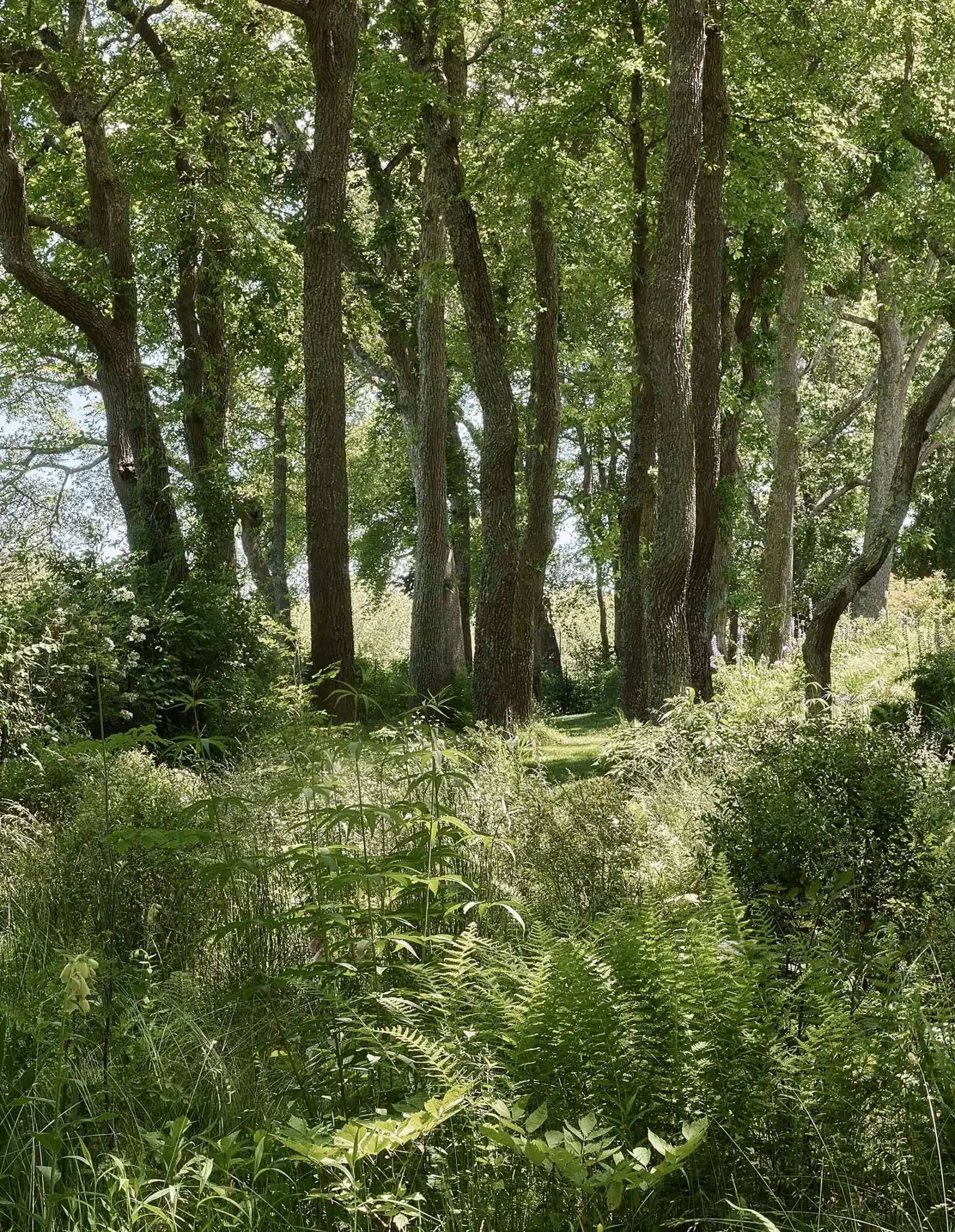 A lush green forest scene with multiple trees and dense undergrowth, lit by sunlight filtering through the leaves.