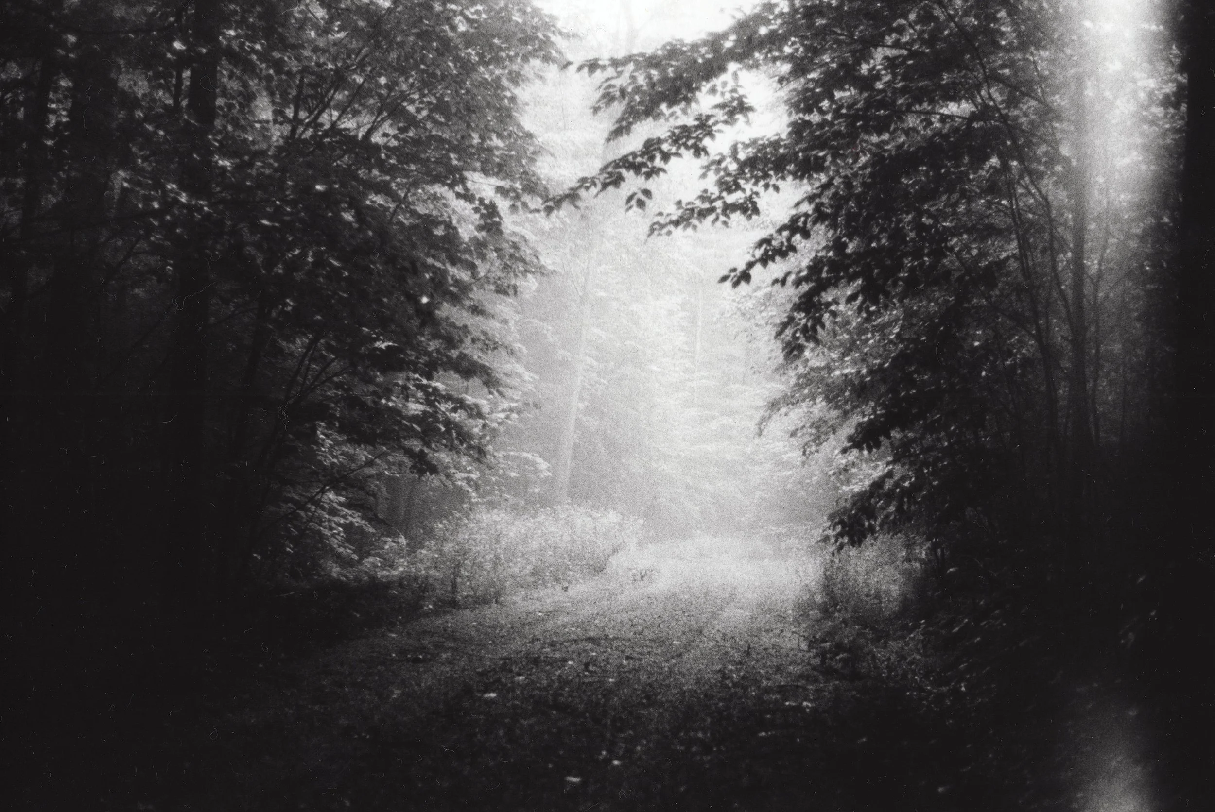 A black and white photograph of a foggy forest scene with tall trees and dense foliage, creating a mysterious and serene atmosphere.