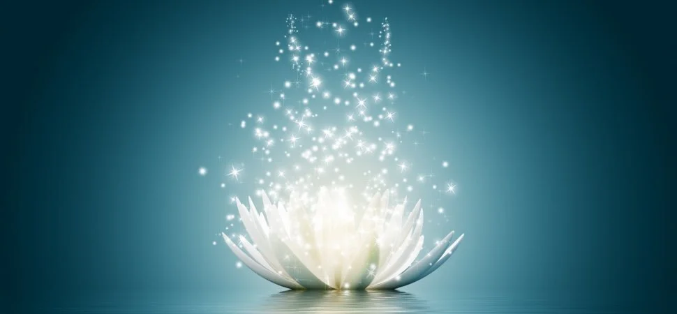white lotus.jpg