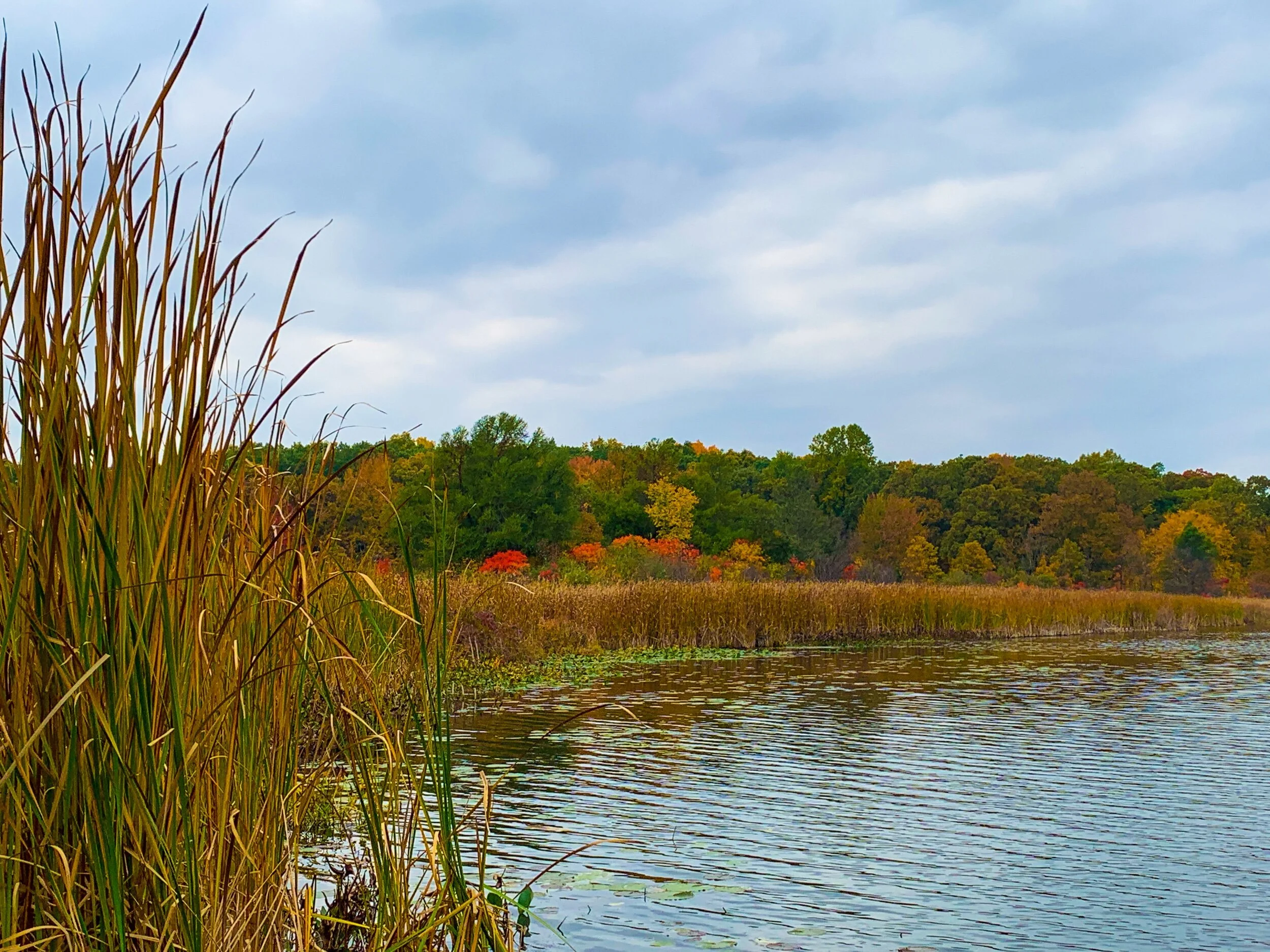 South View of Marsh Lake