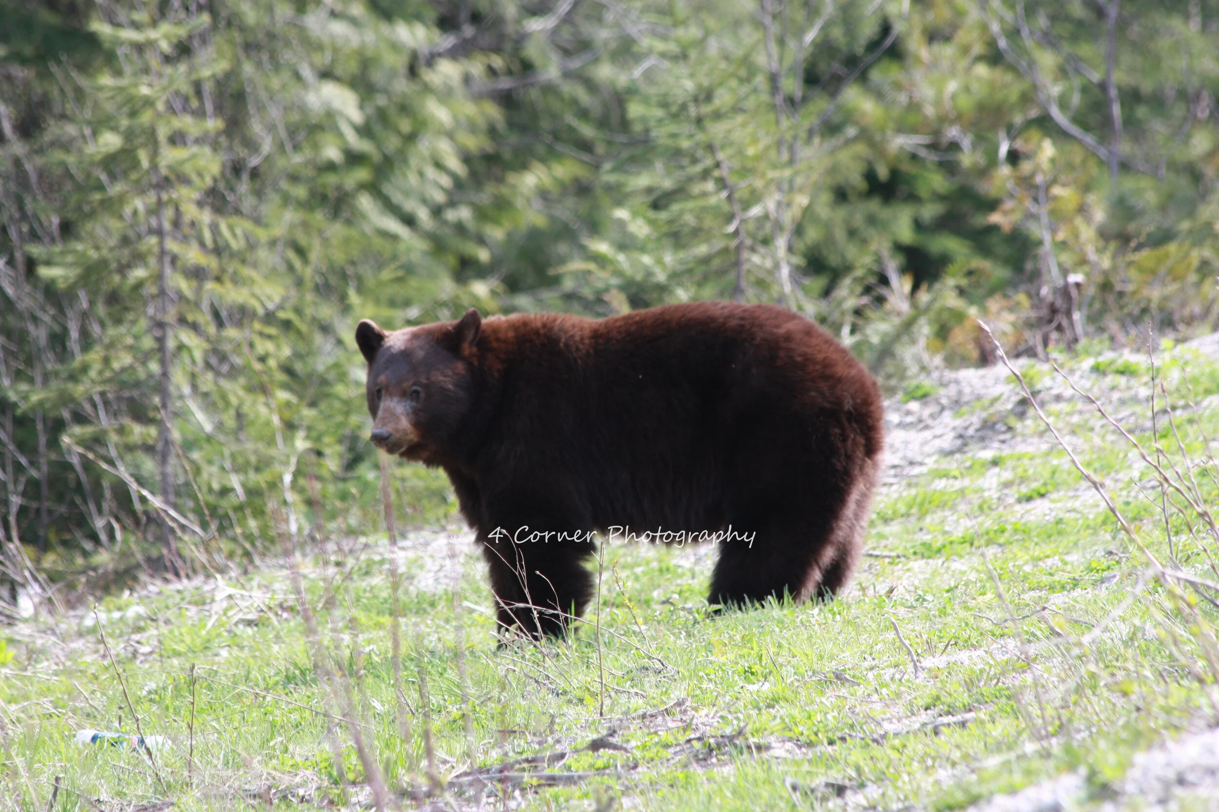A brown bear standing on green grass near trees in a forested area.