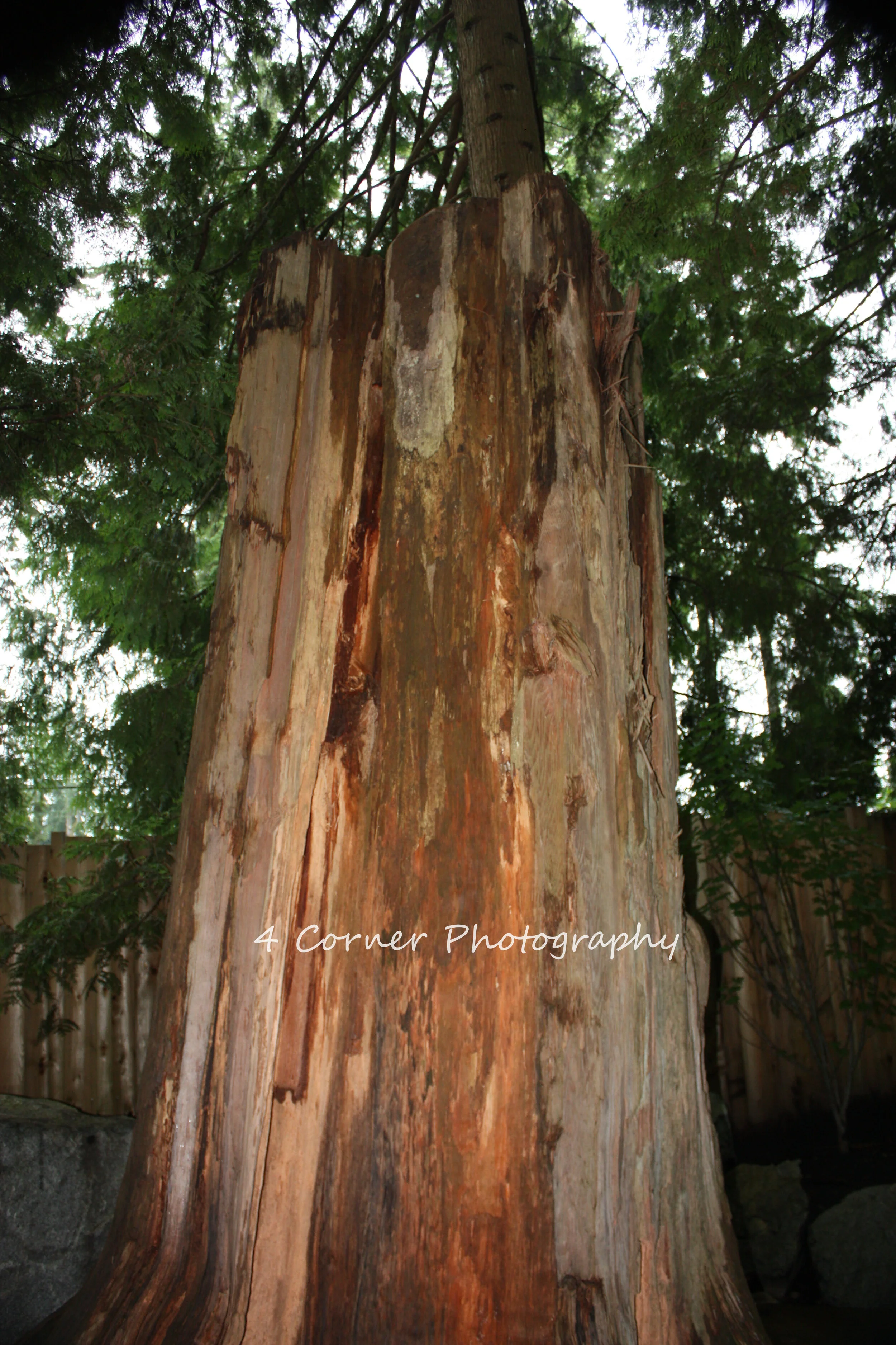 Close-up of a large hollowed tree trunk with peeling bark, surrounded by green foliage and a wooden fence in the background.