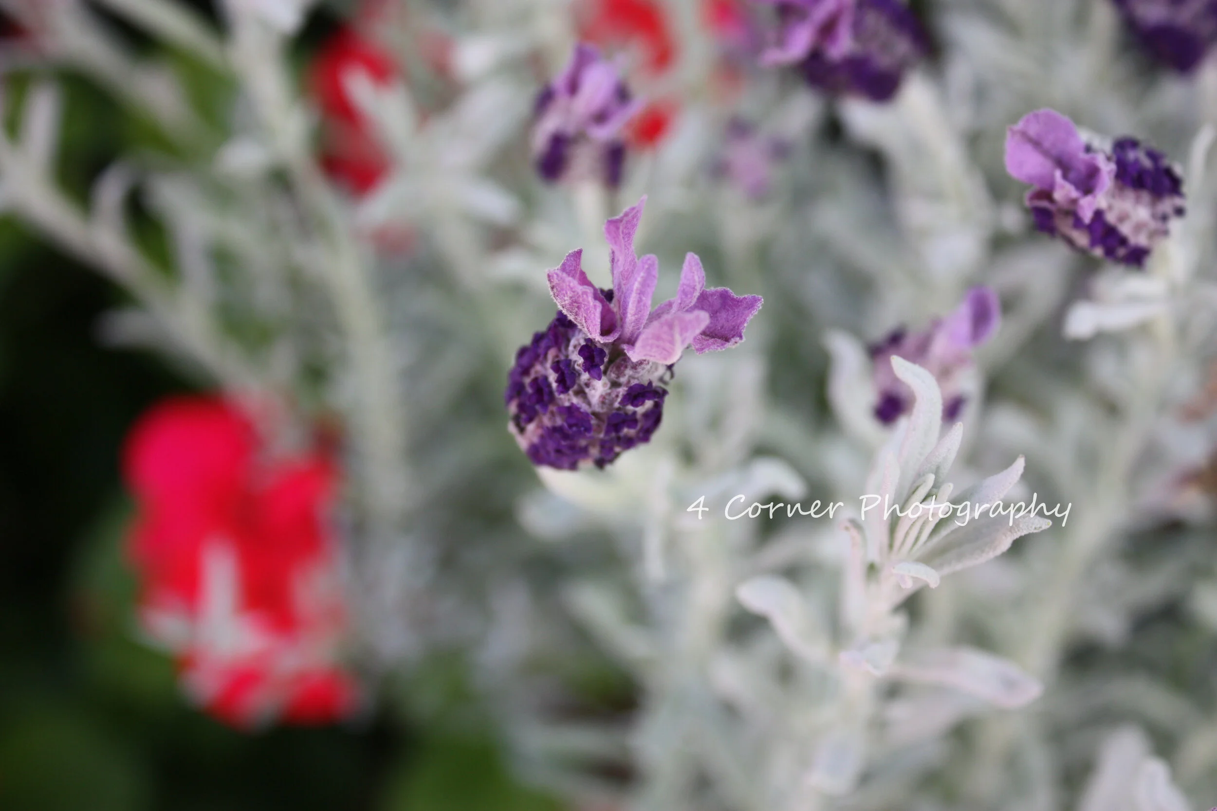 Close-up of purple and lavender flowers with silvery-green leaves, blurred red and green background.