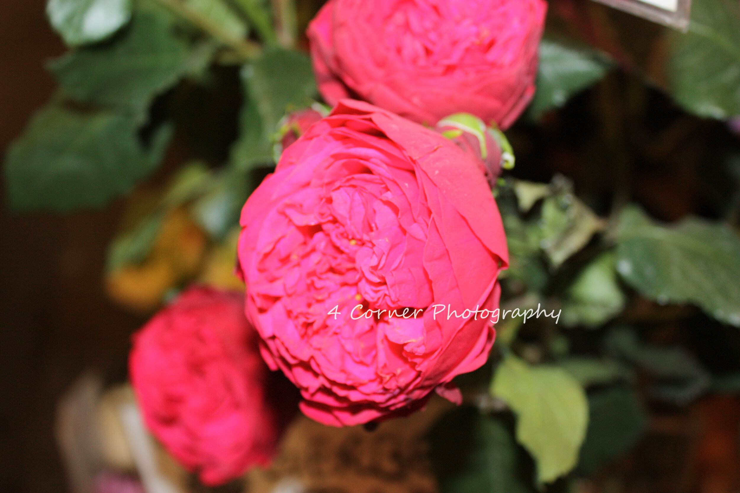 Close-up of pink, ruffled roses with green leaves in the background.