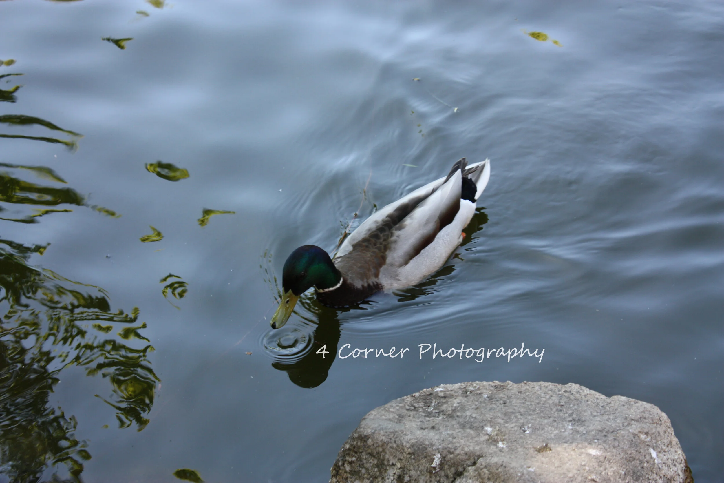 A duck swimming in water with a rock in foreground and handwritten text overlay that reads '4 Corner Photography'.
