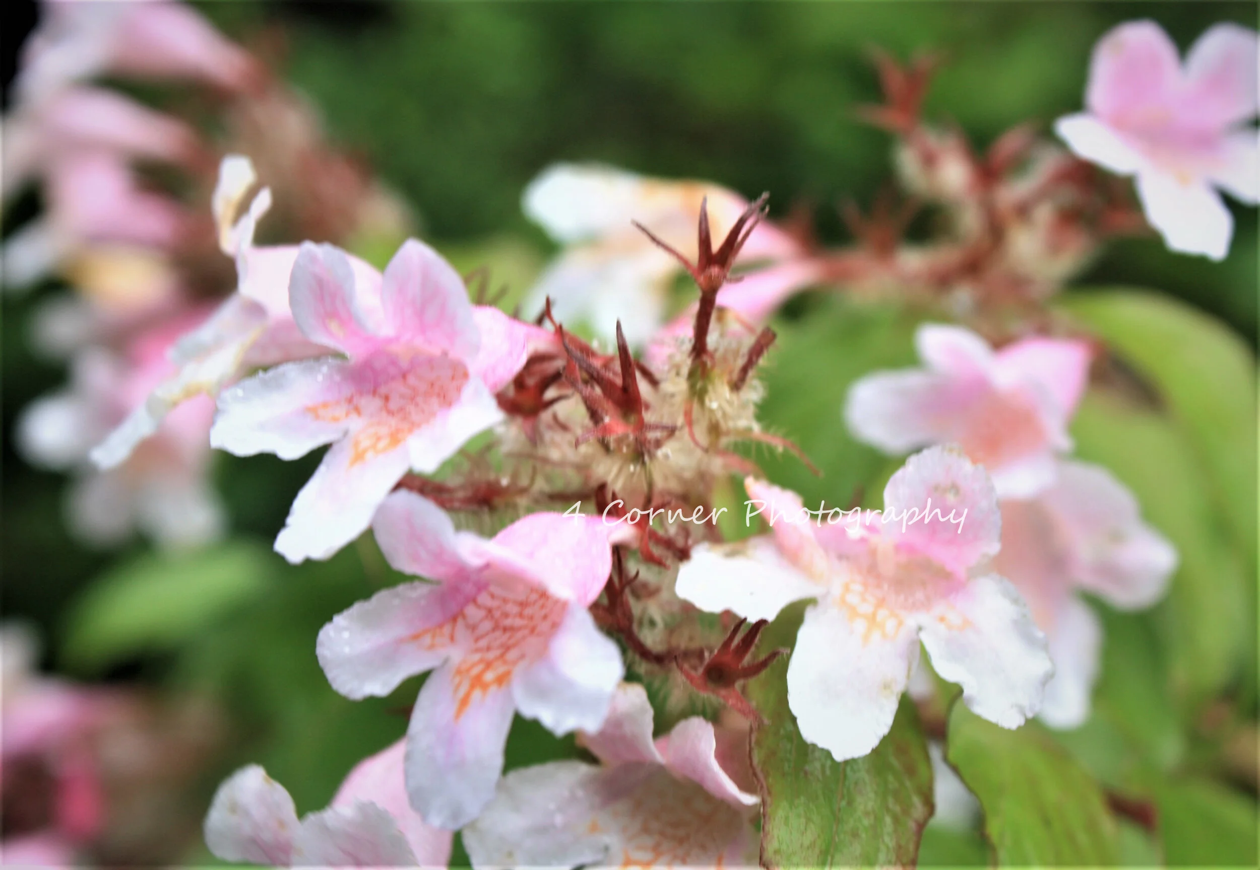 Close-up of pink and white flowers with green leaves in the background.