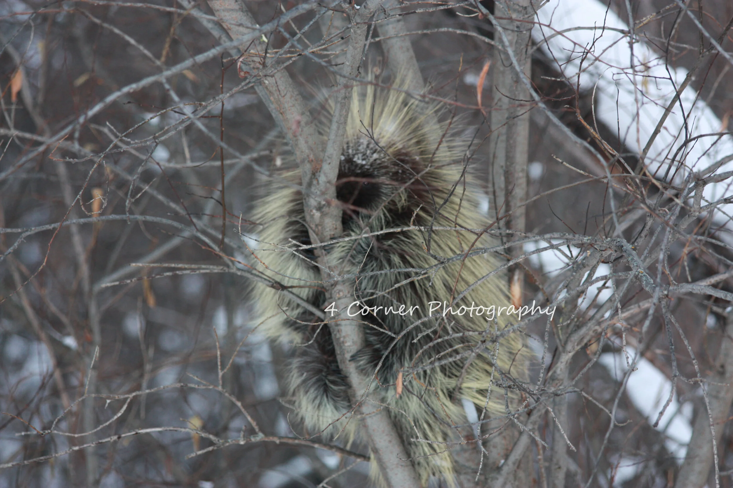 A porcupine sitting in a tree, surrounded by bare branches in a winter setting.