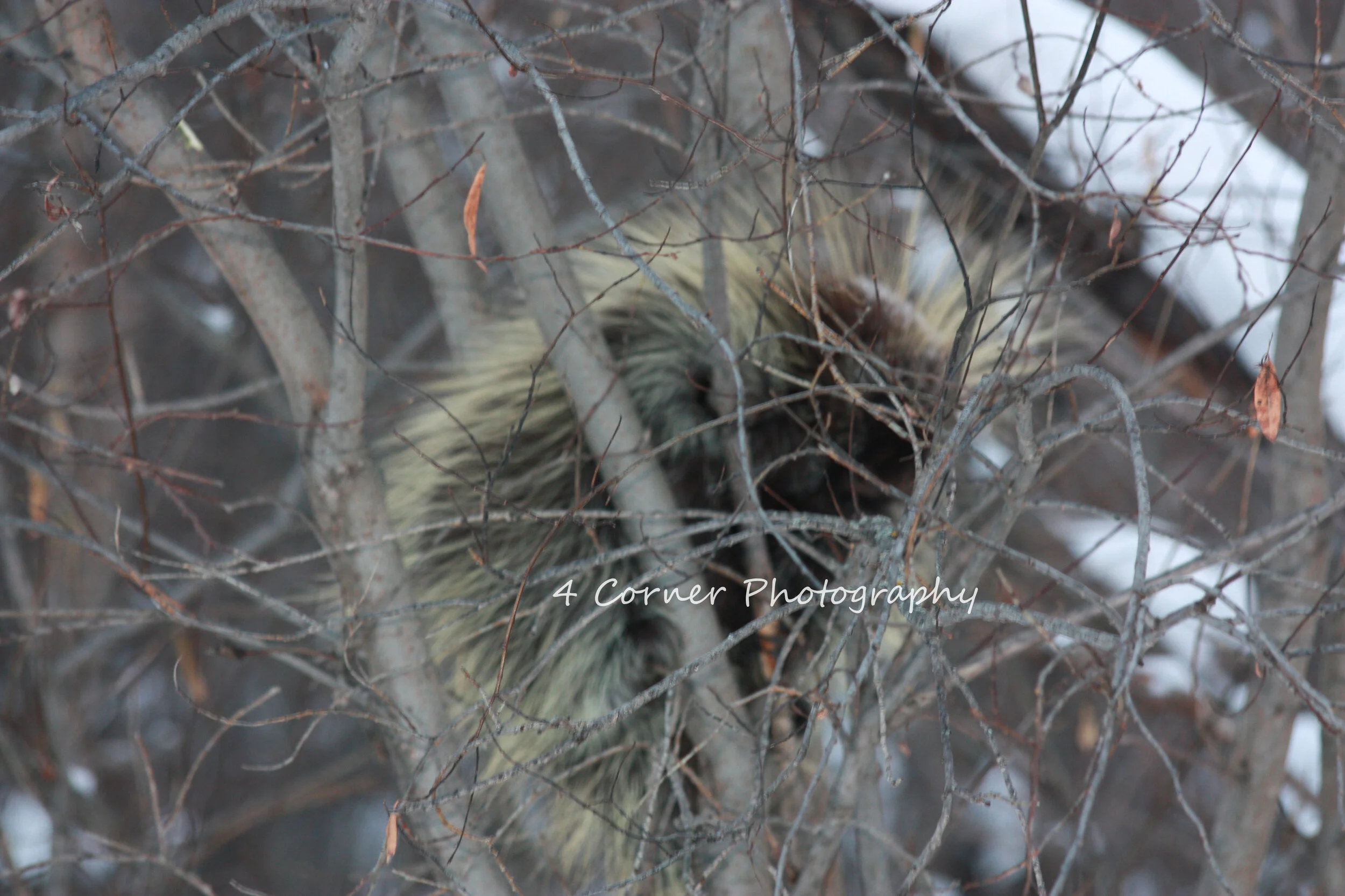 A raccoon in a tree with bare branches, partially hidden among the twigs and branches.