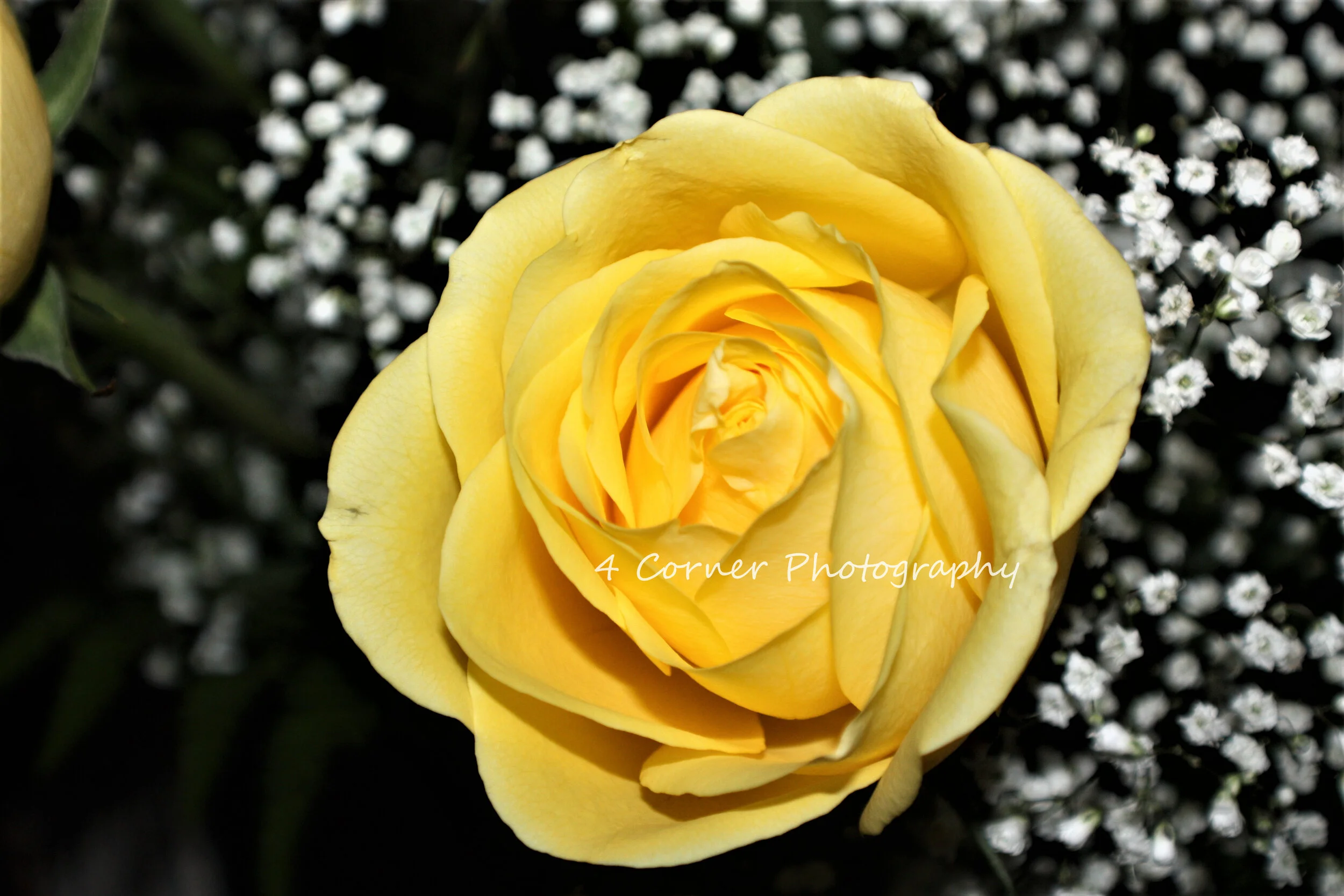 Close-up of a yellow rose surrounded by small white flowers, with the text '4 Corner Photography' overlaid.