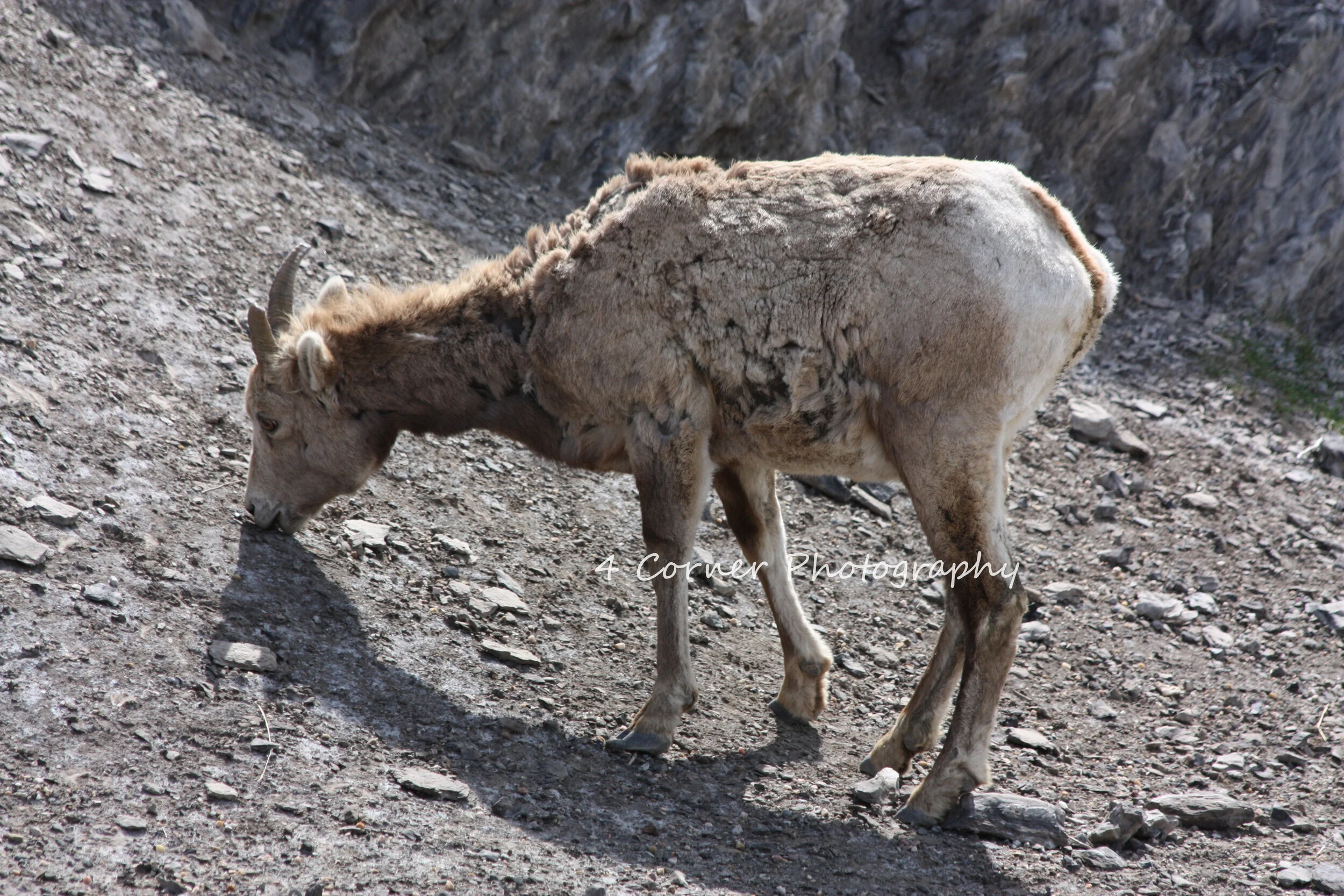 A mountain goat with tan, fluffy fur and small, curved horns standing on rocky terrain and grazing.