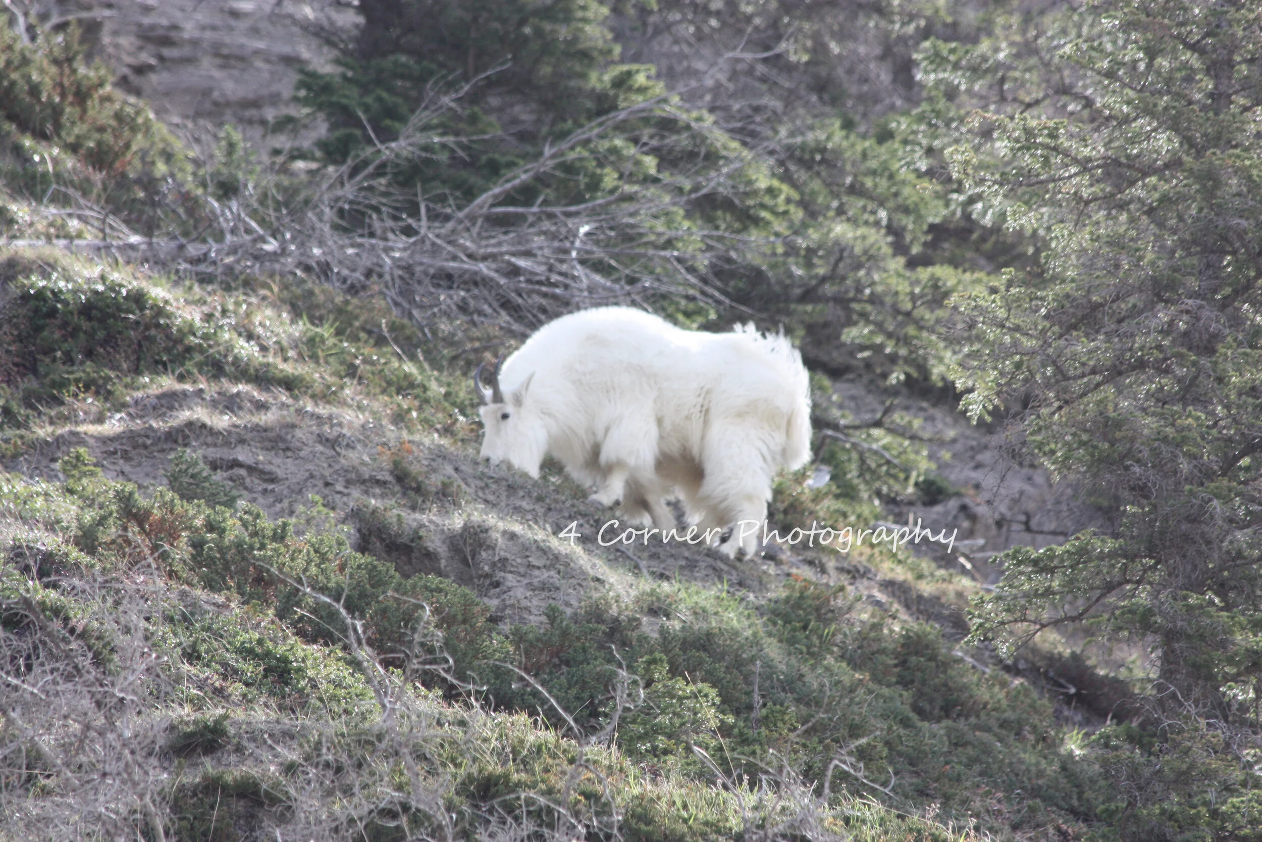 A white mountain goat standing on a rocky and grassy hillside surrounded by trees.