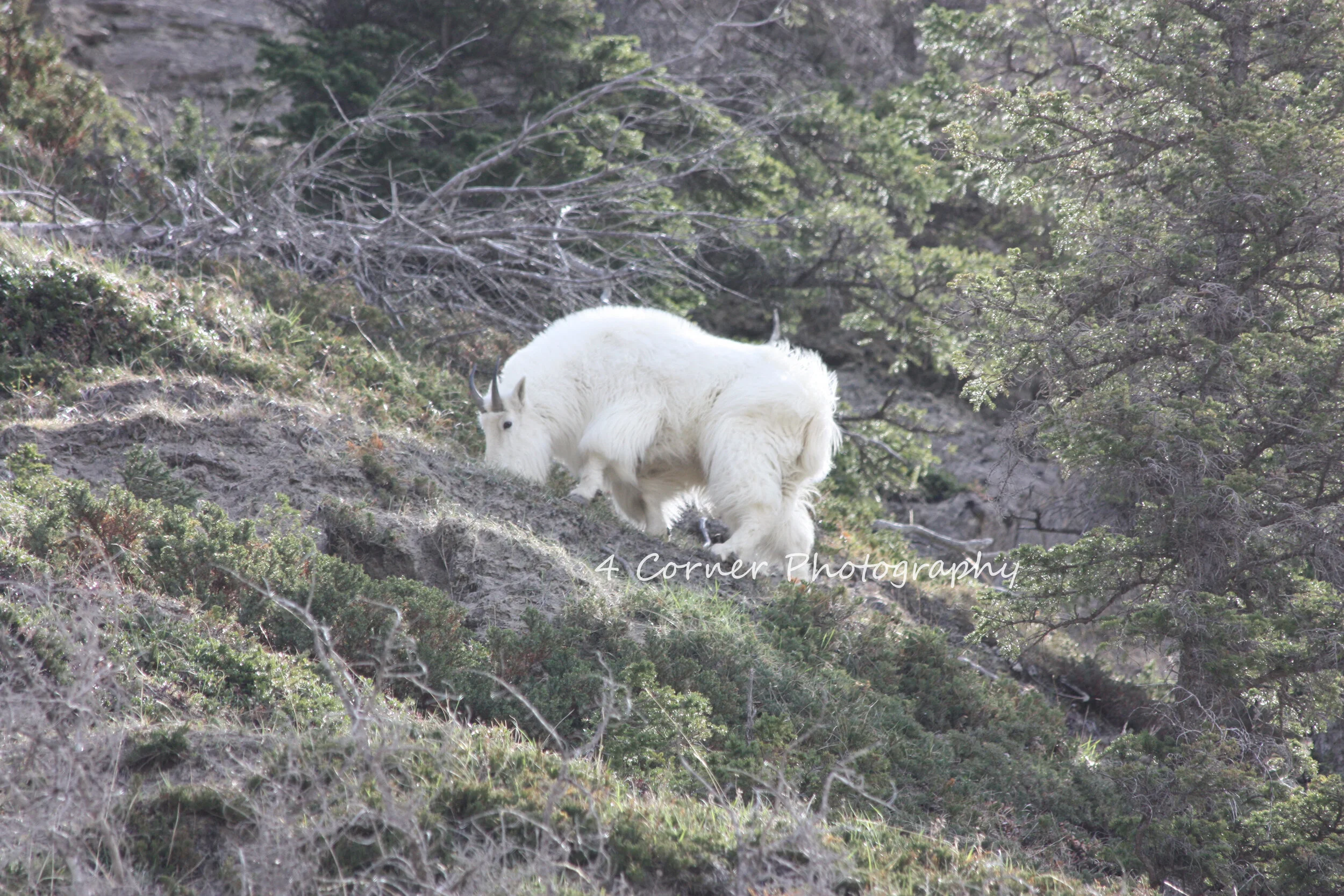 A mountain goat with long white fur and small black horns climbing a steep, rocky hillside covered in sparse vegetation and small bushes.