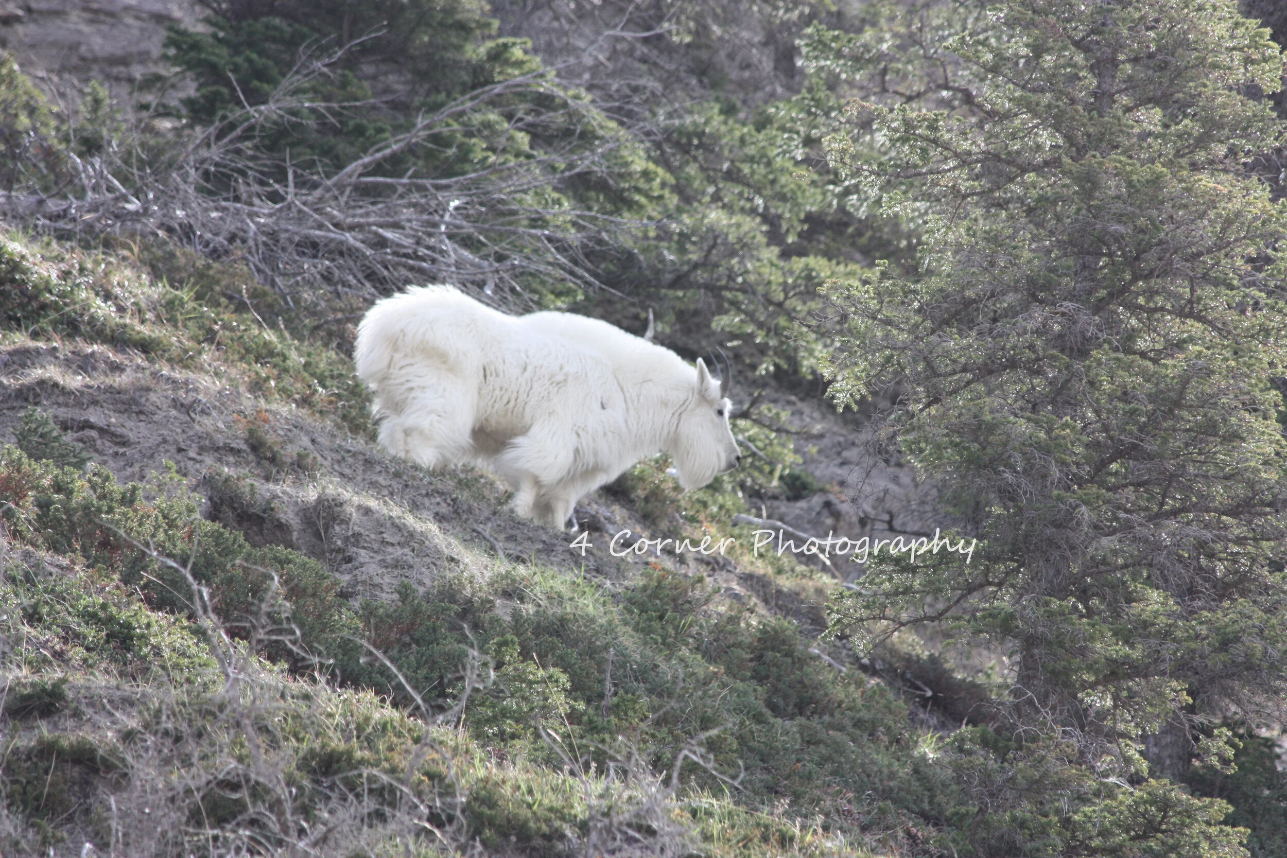 A mountain goat with white fur standing on a slope among green shrubs and trees.