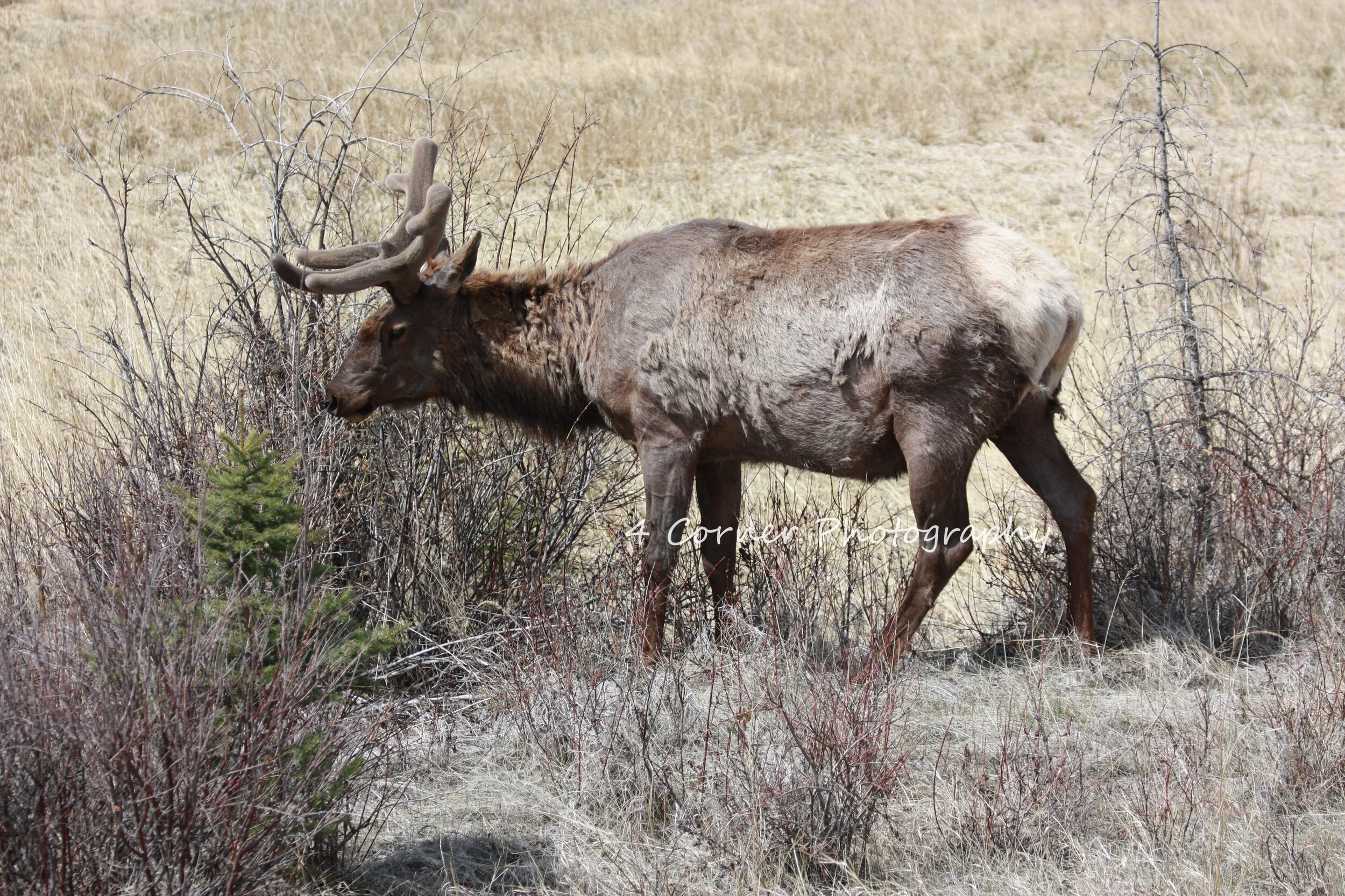 A moose with large antlers grazing among dry bushes and grass in a field.