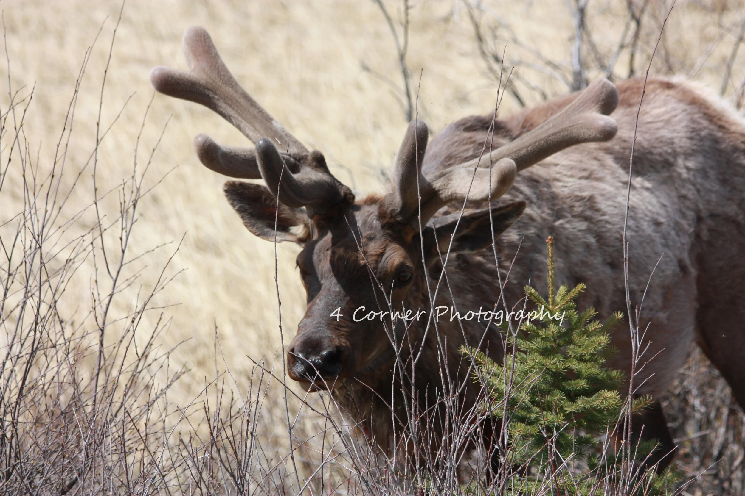 A moose with large antlers standing in tall dry grass near some green pine branches.