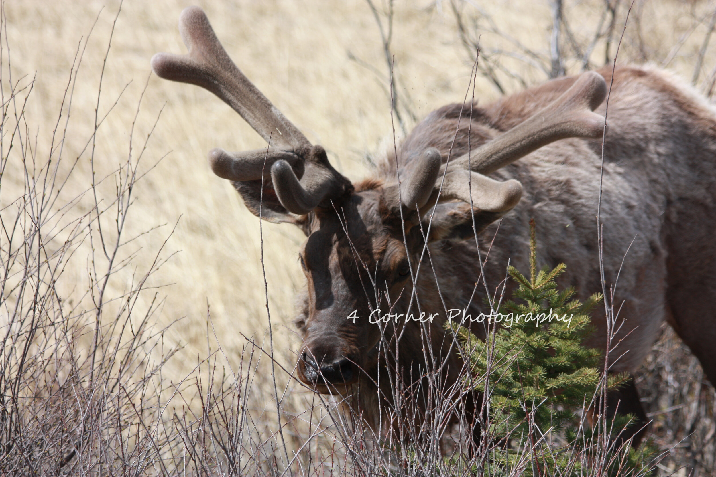 A moose with large antlers standing among dry grass and small trees in a natural landscape.