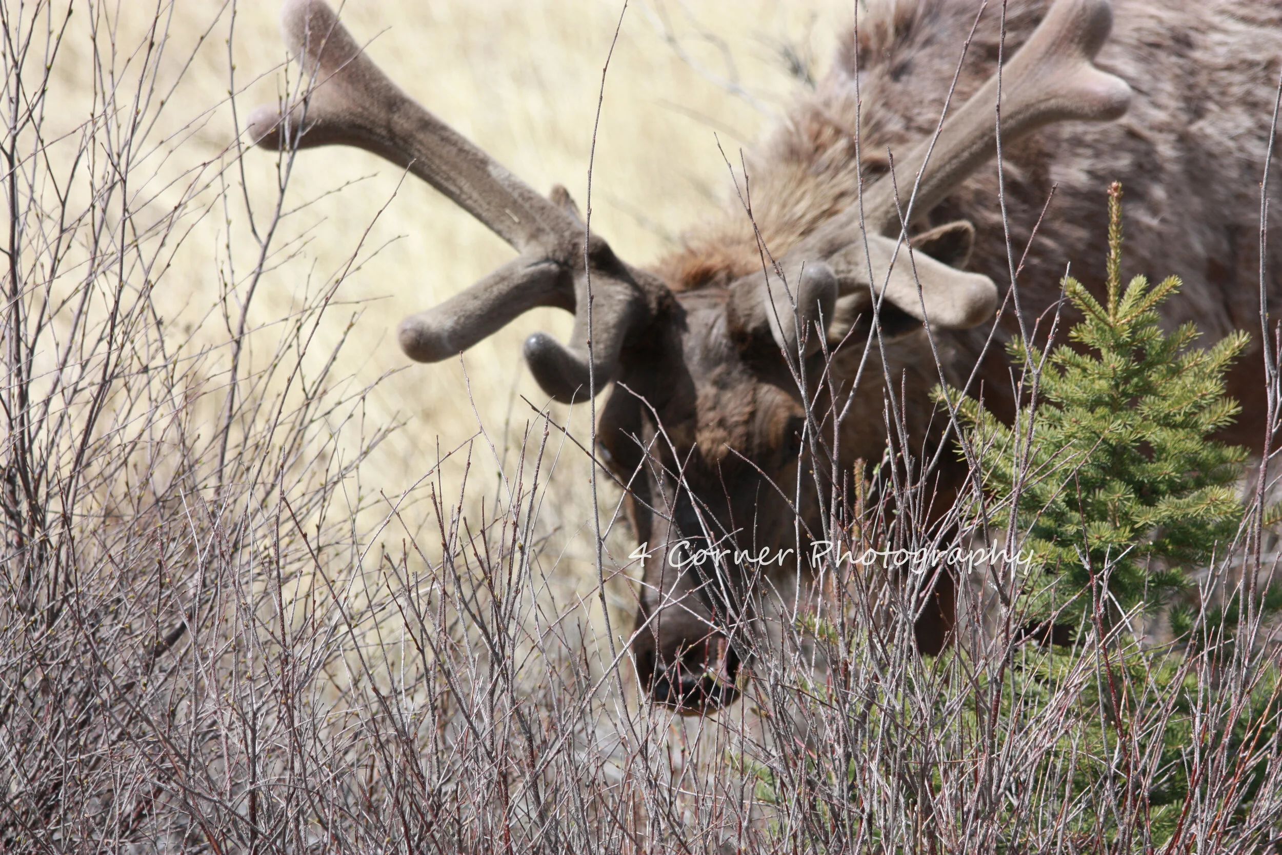 A moose with large antlers grazing among dry bushes and a small evergreen tree.
