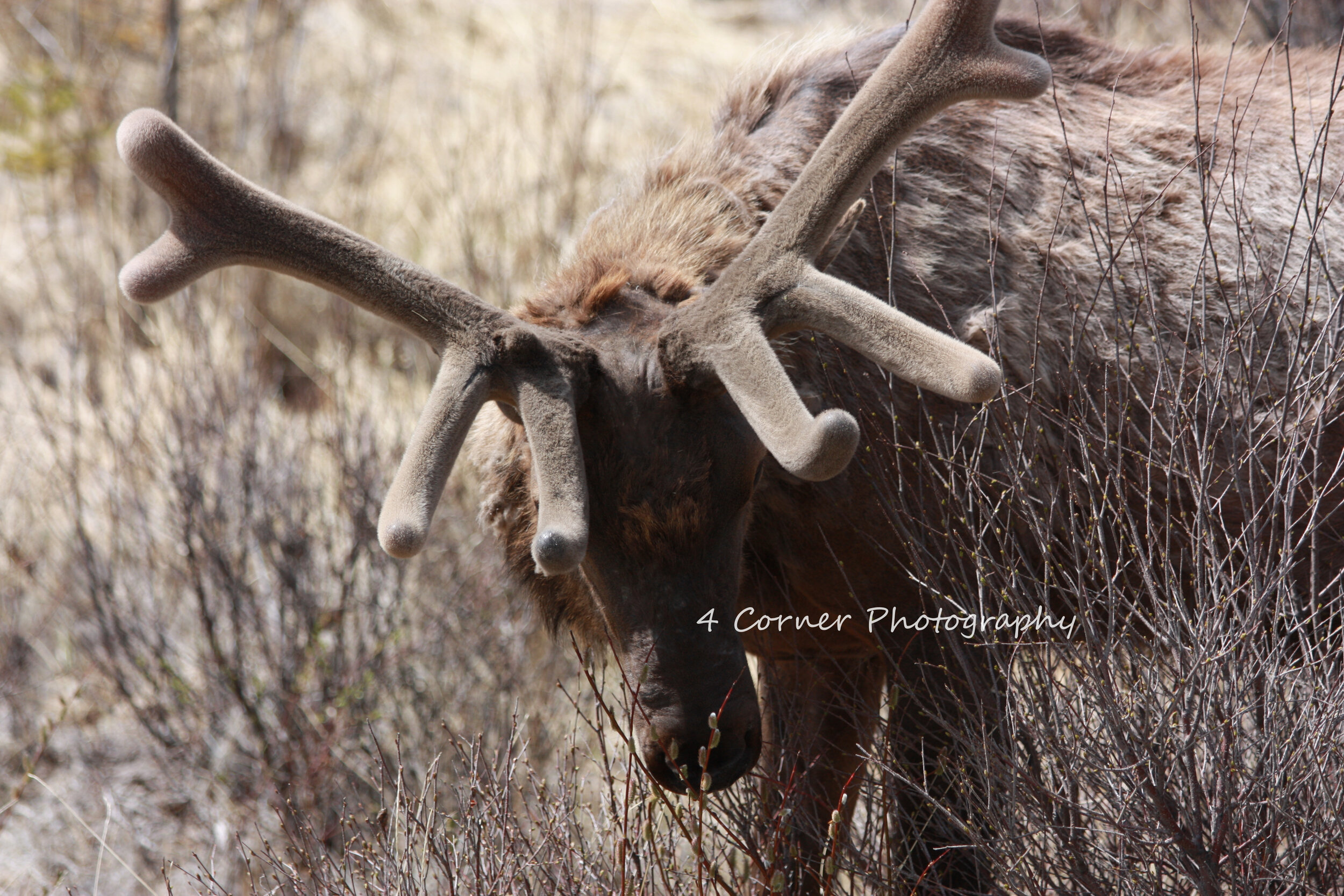 A brown moose with large, velvet-covered antlers standing among dry, leafless bushes and grass in a natural outdoor setting.
