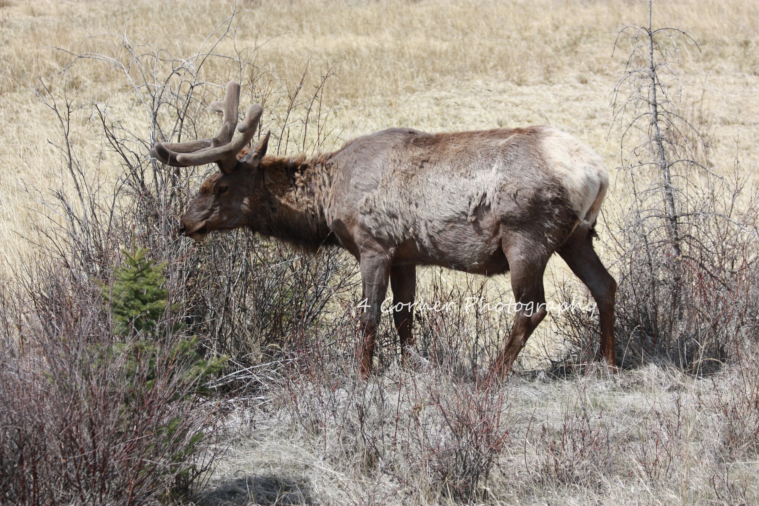 A moose with large antlers walking through dry grass and bushes in a field.