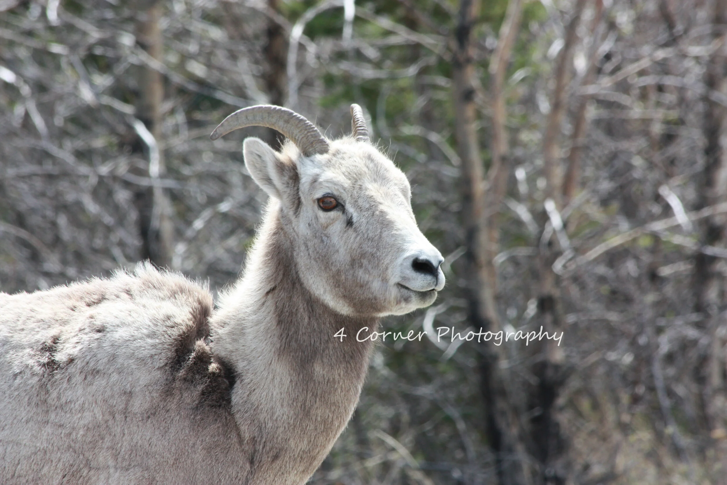 A mountain goat with curved horns and gray fur standing in a rocky, wooded landscape.
