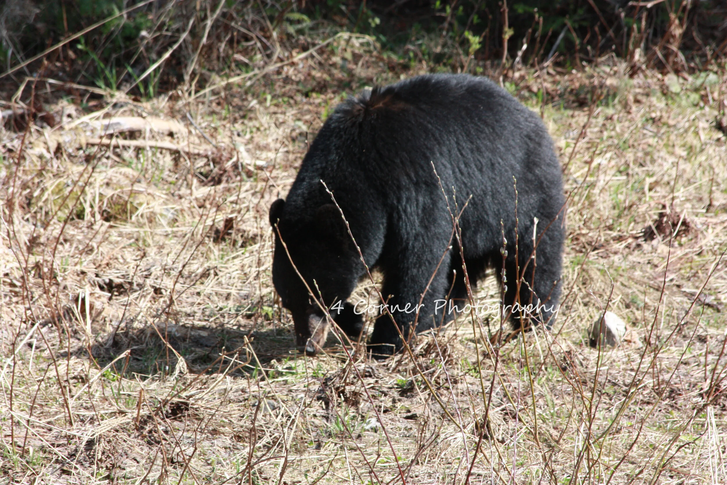 Black bear foraging in a dry, grassy area with sparse vegetation.