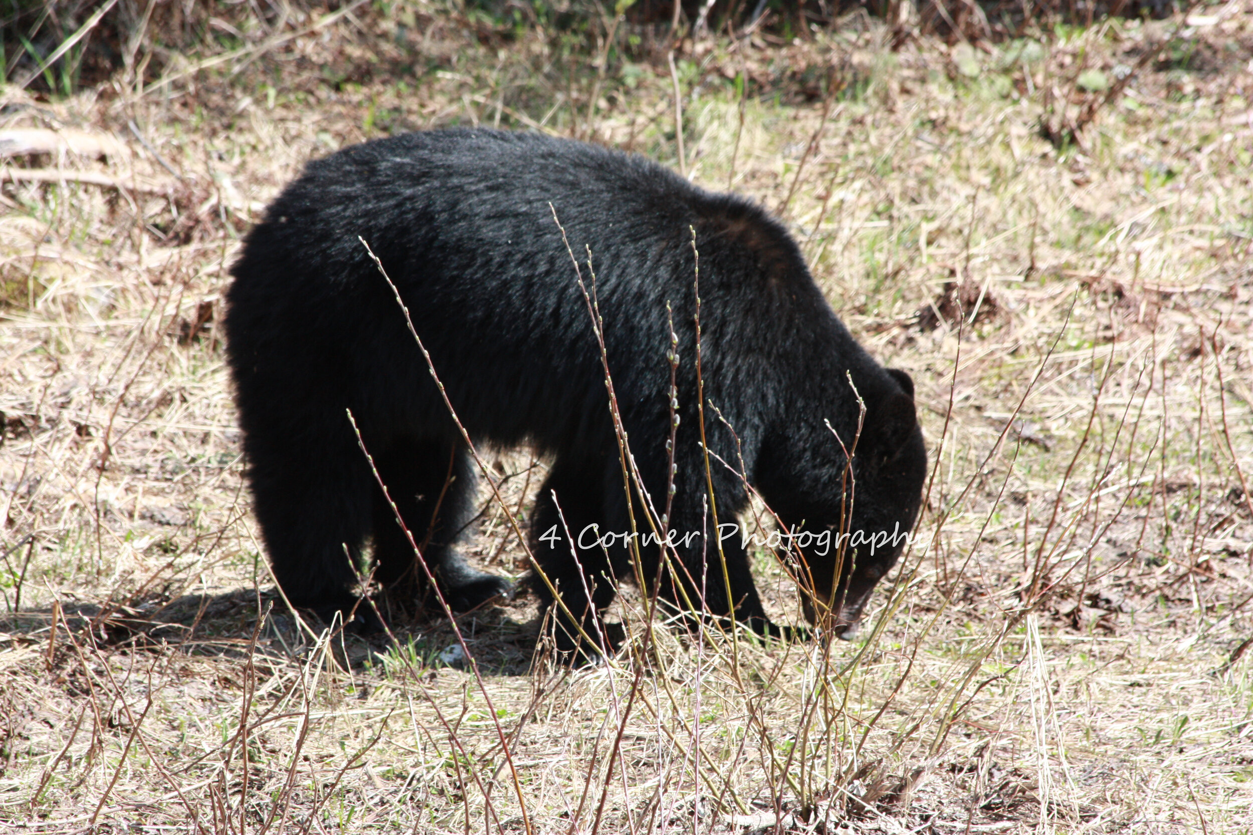 A black bear with shiny fur walking on a grassy and slightly wooded terrain.