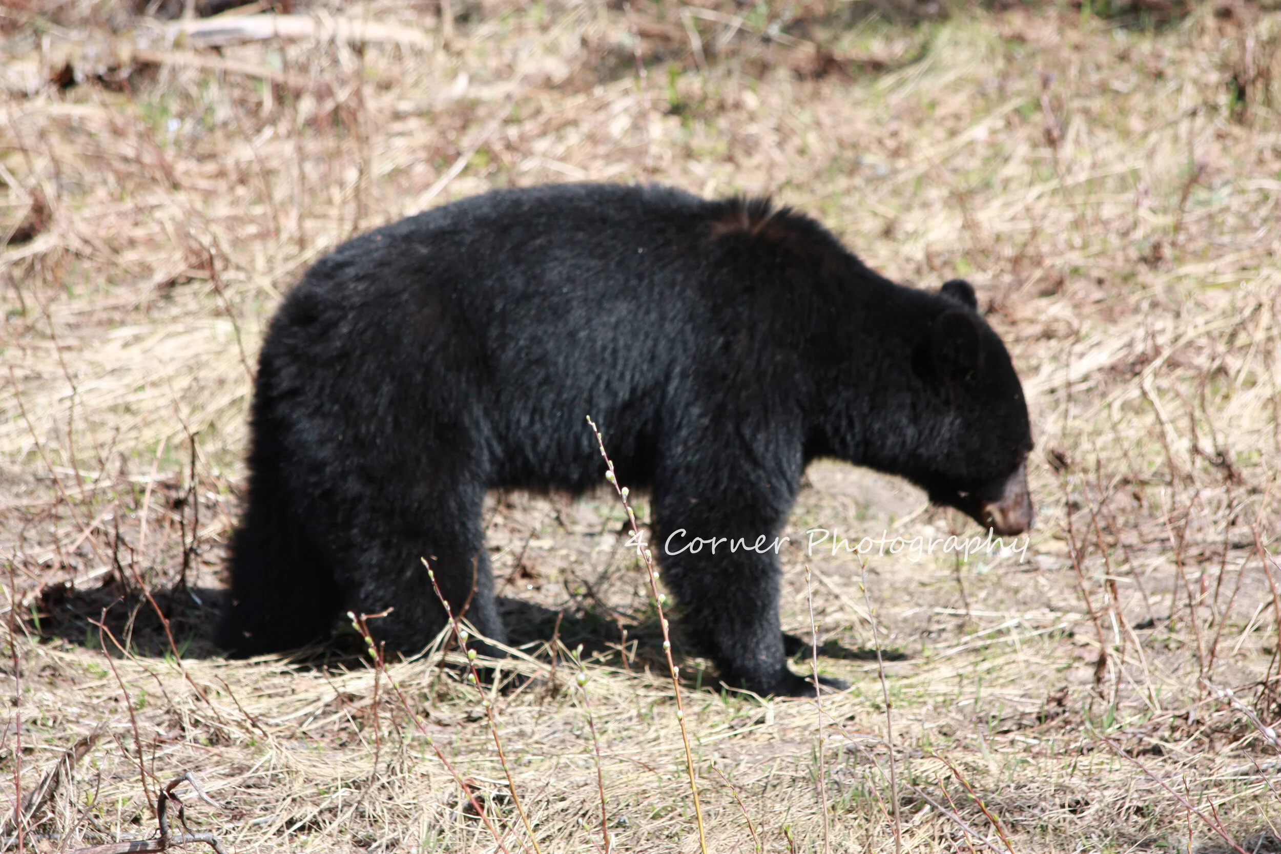 A black bear walking through a grassy, slightly wooded area.