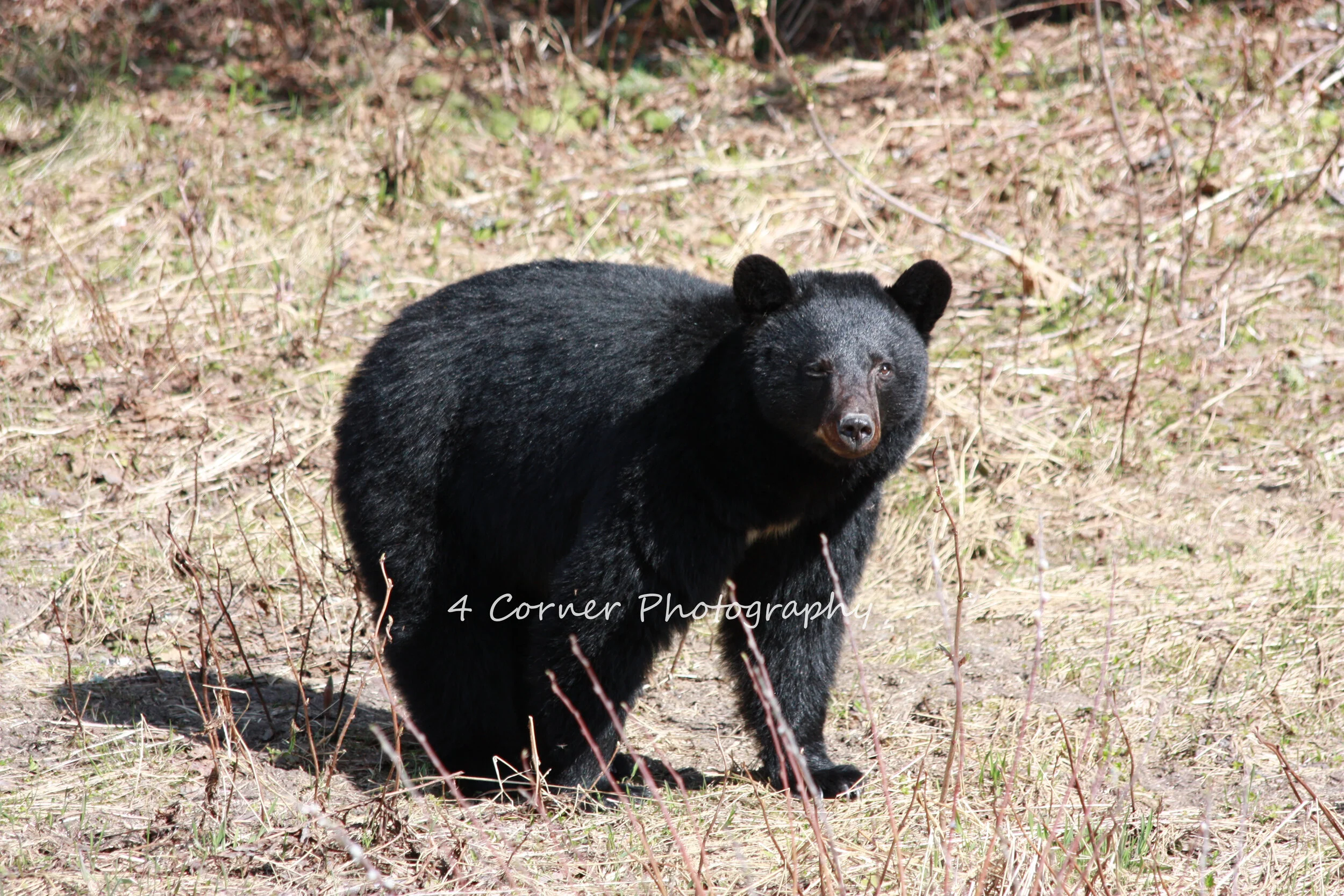 A black bear standing on a forest floor with dry grass and twigs.