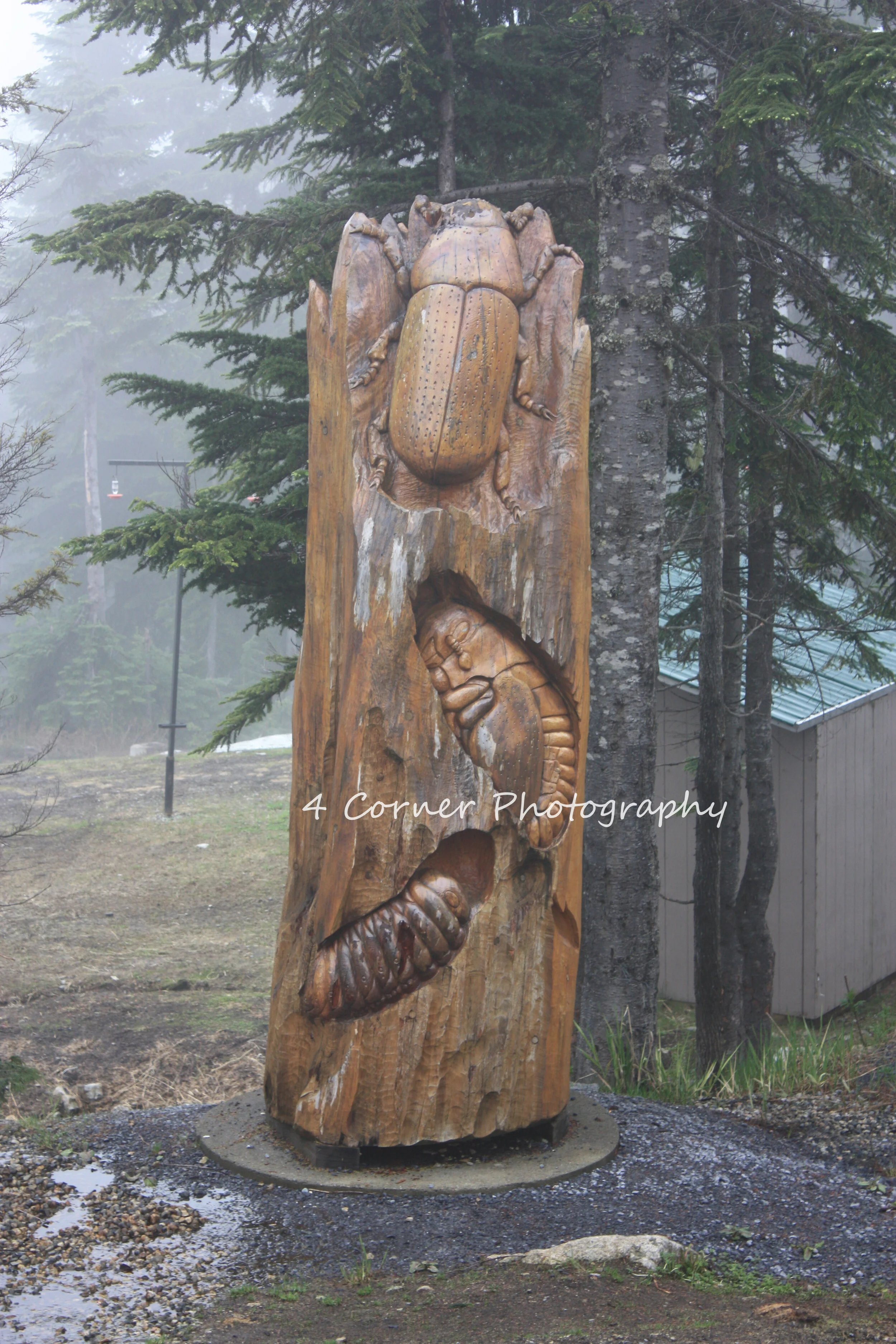 Wood carving of three insects, including a beetle at the top, a curled-up caterpillar in the middle, and a pupa or cocoon at the bottom, set outdoors among trees.