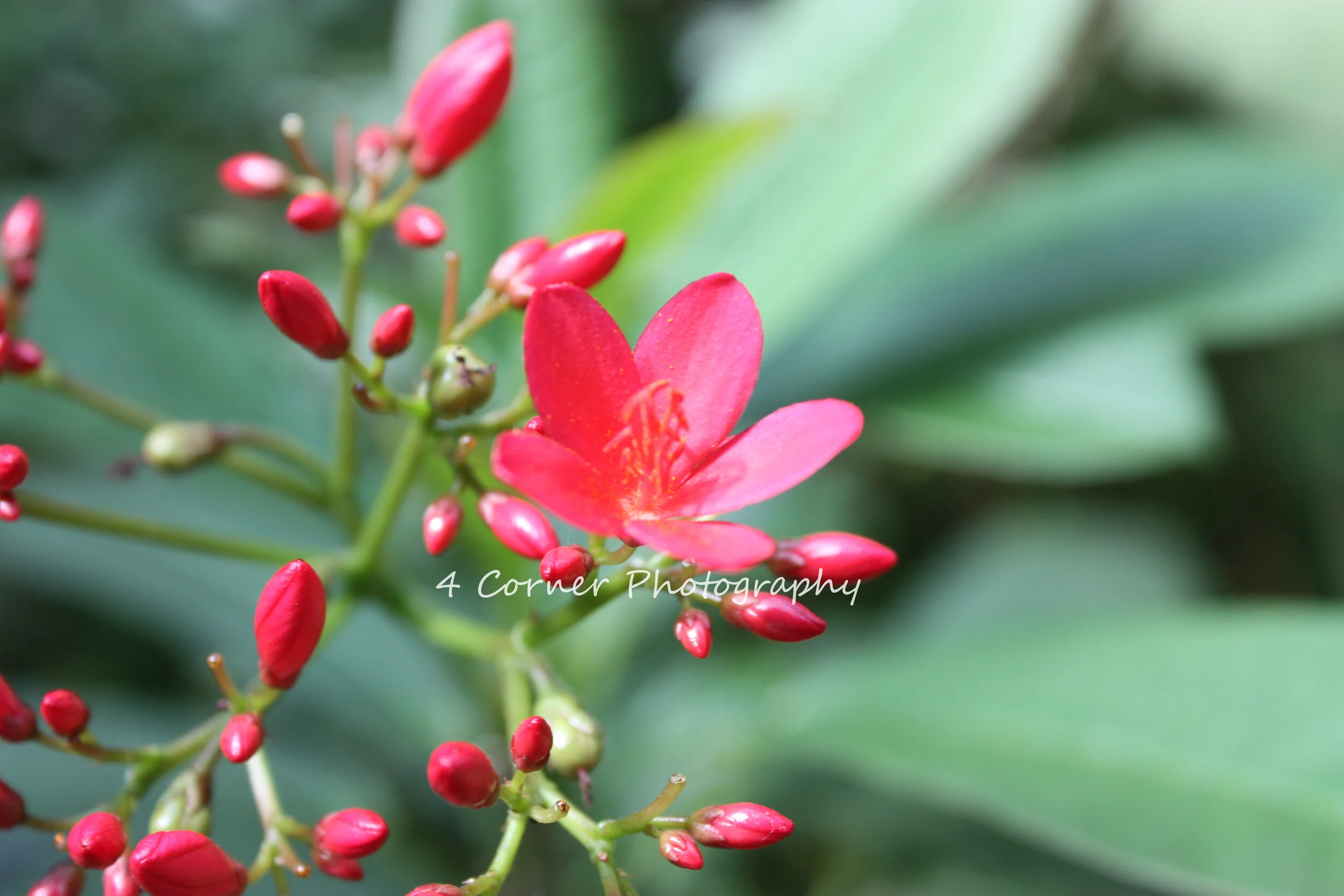 A close-up of a pink flower with numerous red buds and green leaves in the background, identified as a flower of the Ixora plant, with the text '4 Corner Photography' overlaid.