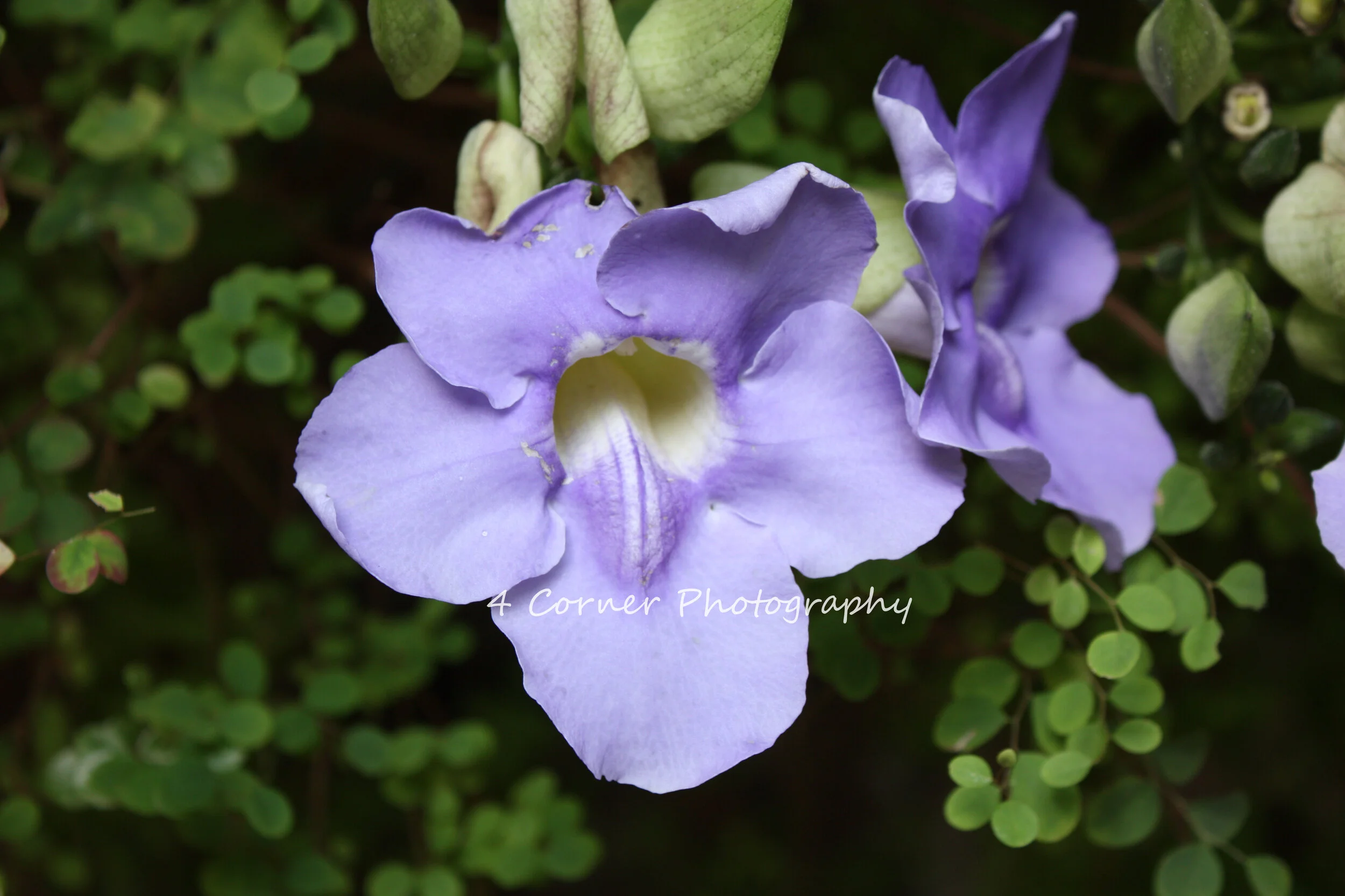 Close-up of a purple flower with ruffled petals and green leaves in the background.
