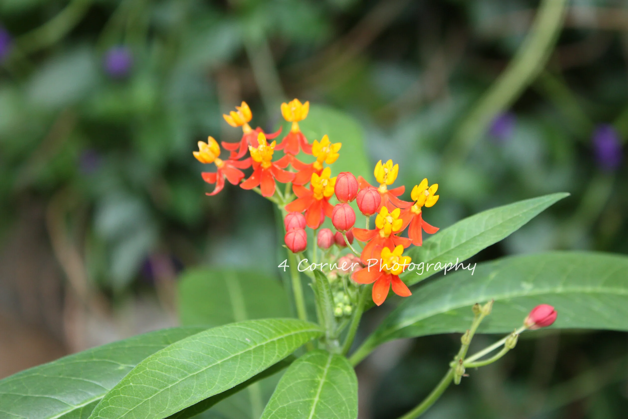 Colorful cluster of orange, red, and yellow flowers with green leaves, outdoor setting.