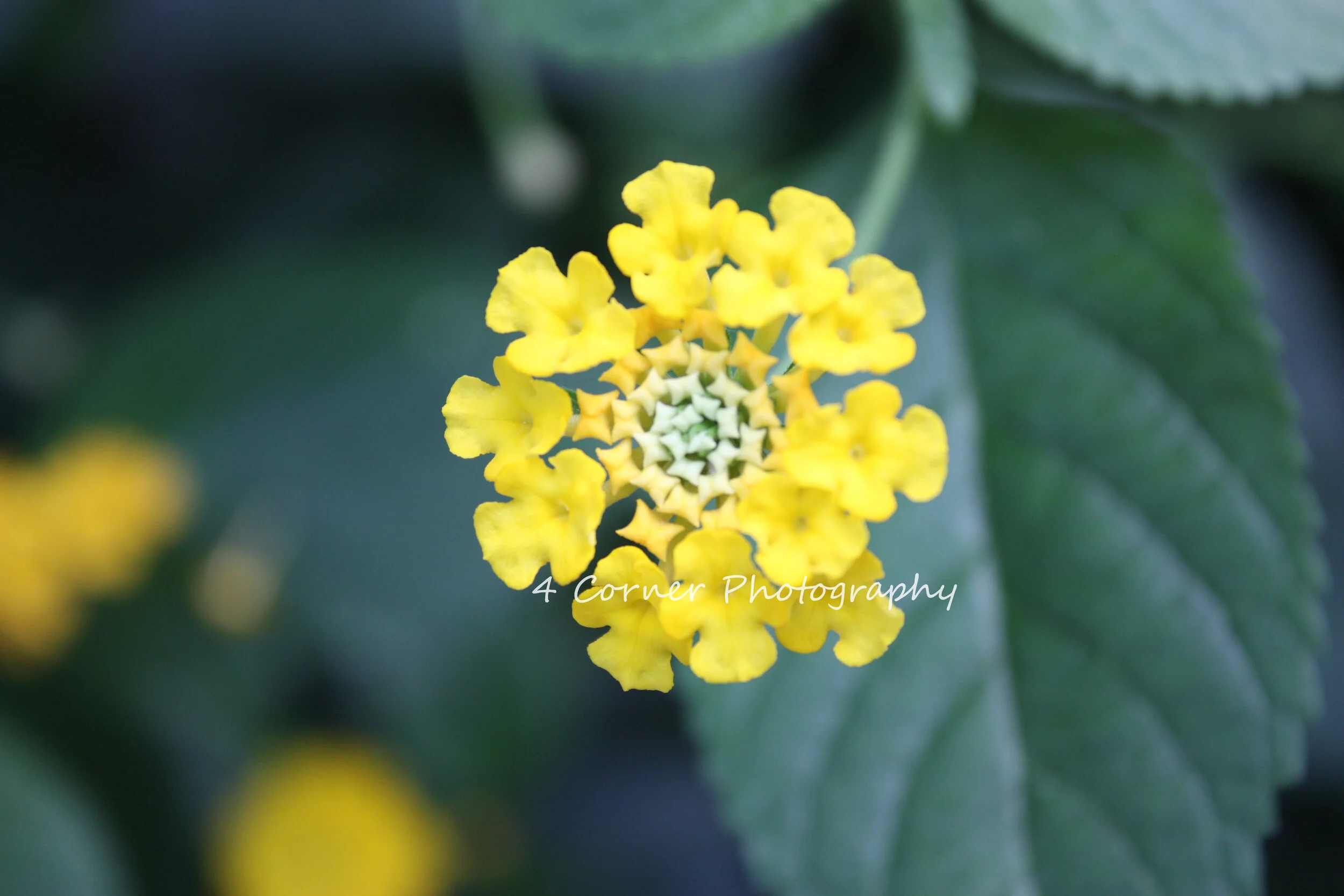Close-up of a yellow flower with green leaves in the background, with text '4 Corner Photography' across the center.