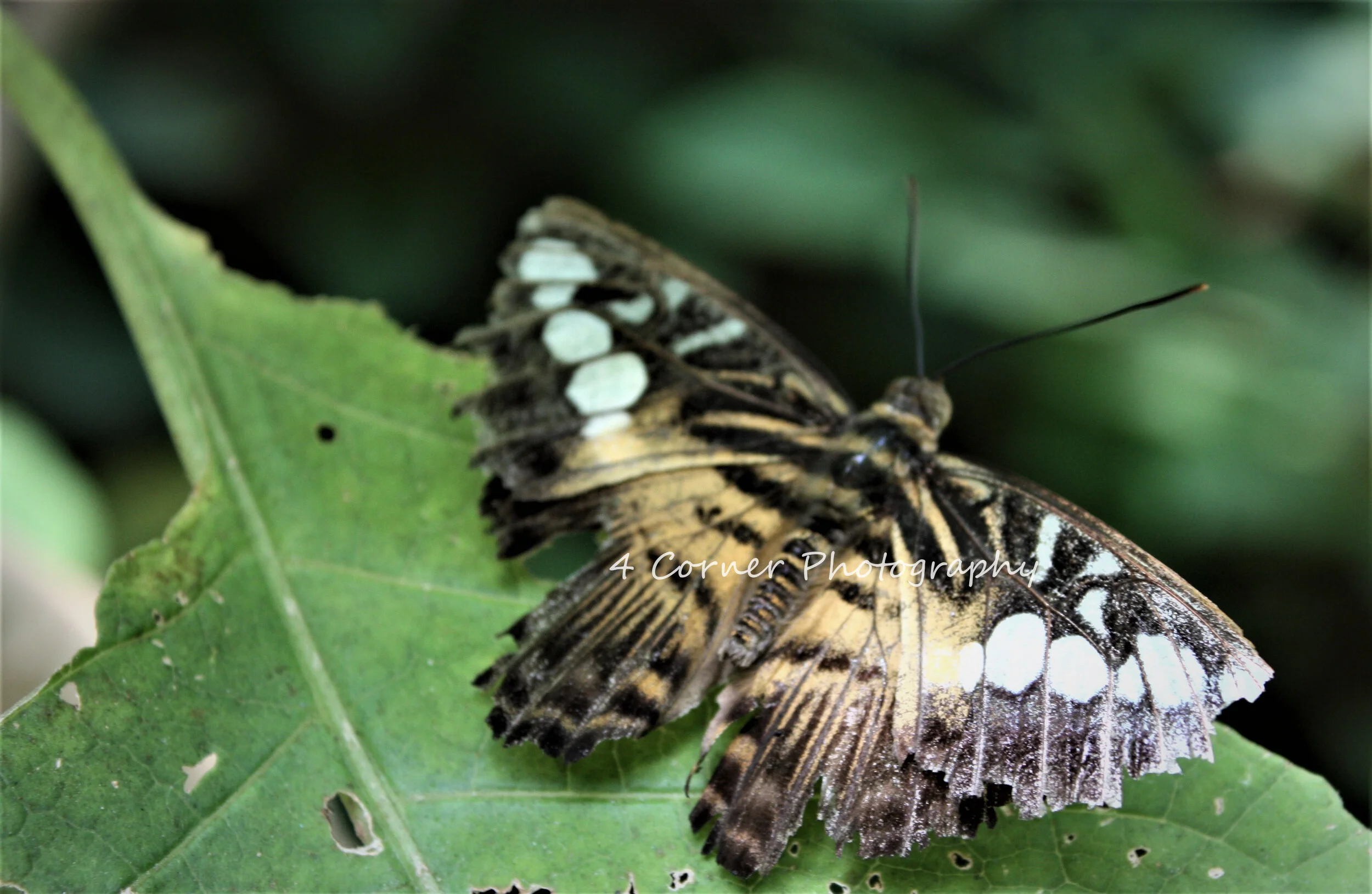 A butterfly with black, white, and yellow markings on a green leaf.