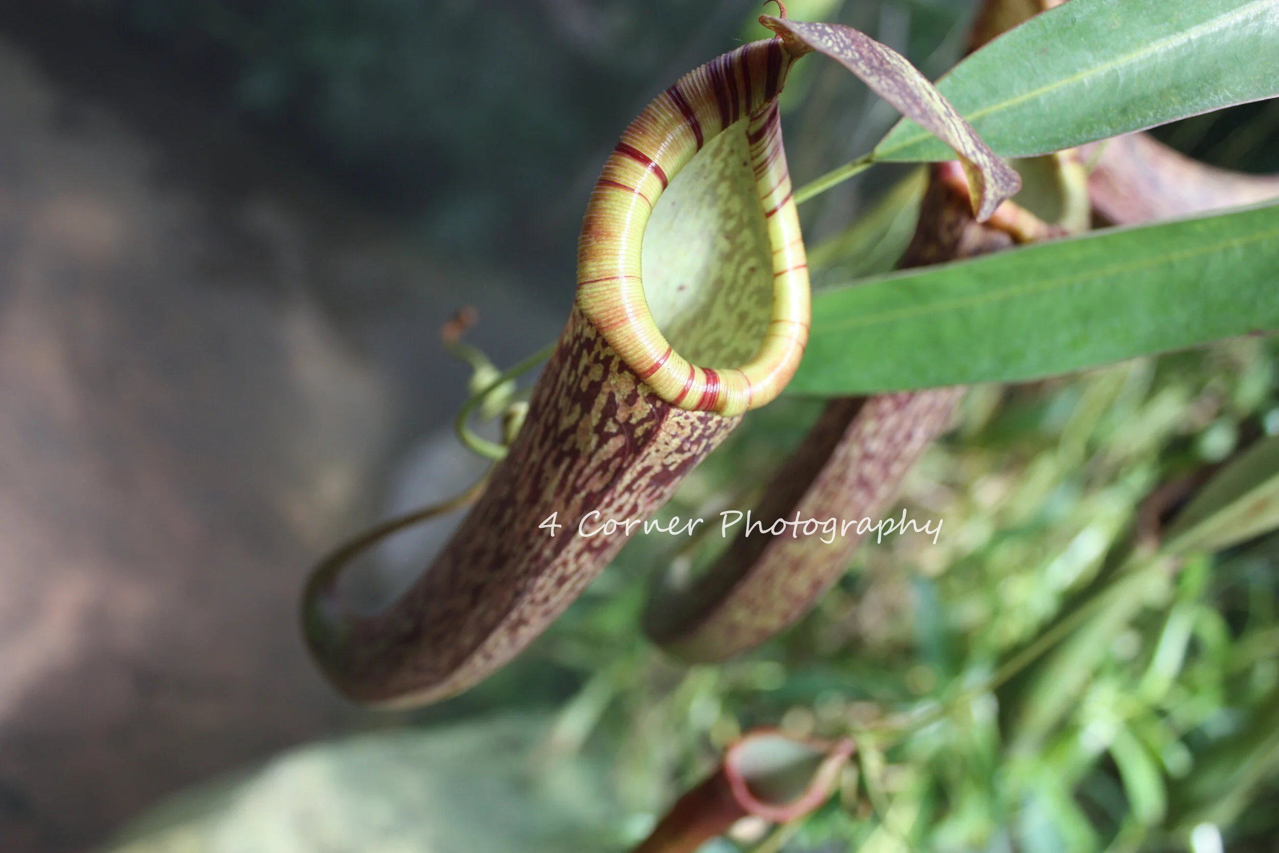 Close-up of a pitcher plant with a green and red striped rim, green body with red markings, hanging among green leaves.