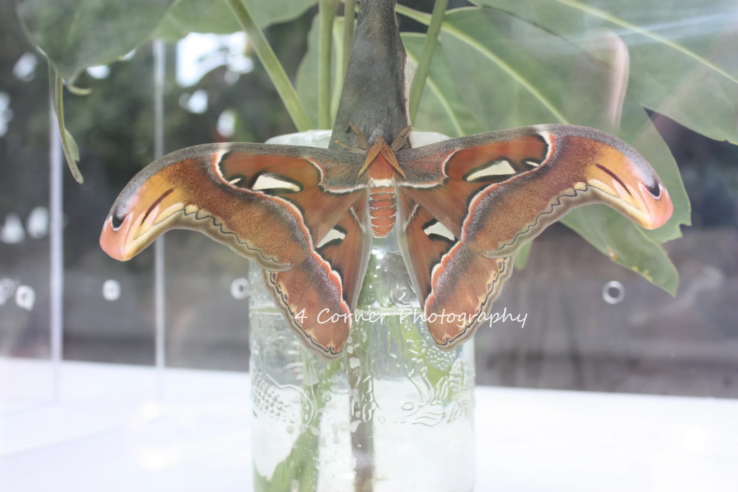 A large, colorful moth with orange, black, and white patterns on its wings, resting on a flower in a glass vase with green leaves in the background.