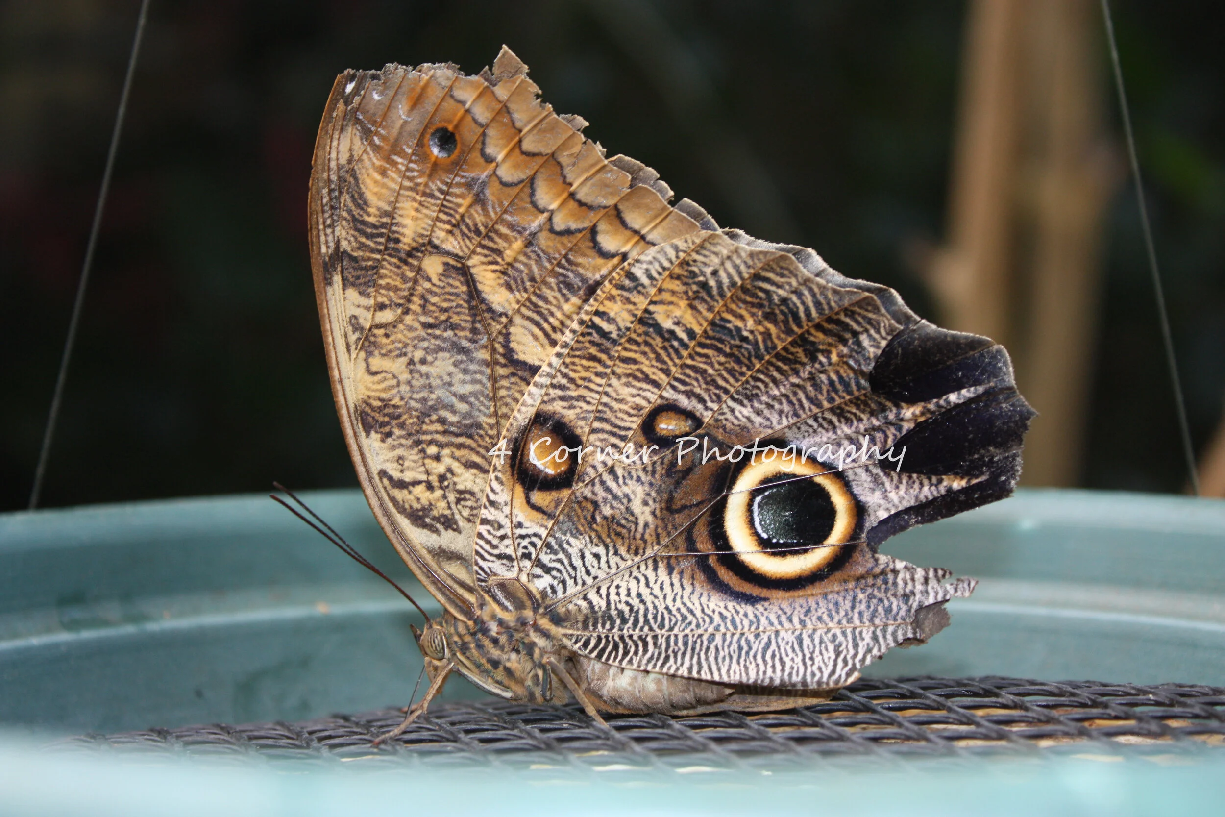 Close-up of a butterfly with brown, black, and cream-colored patterned wings resting on a green surface.