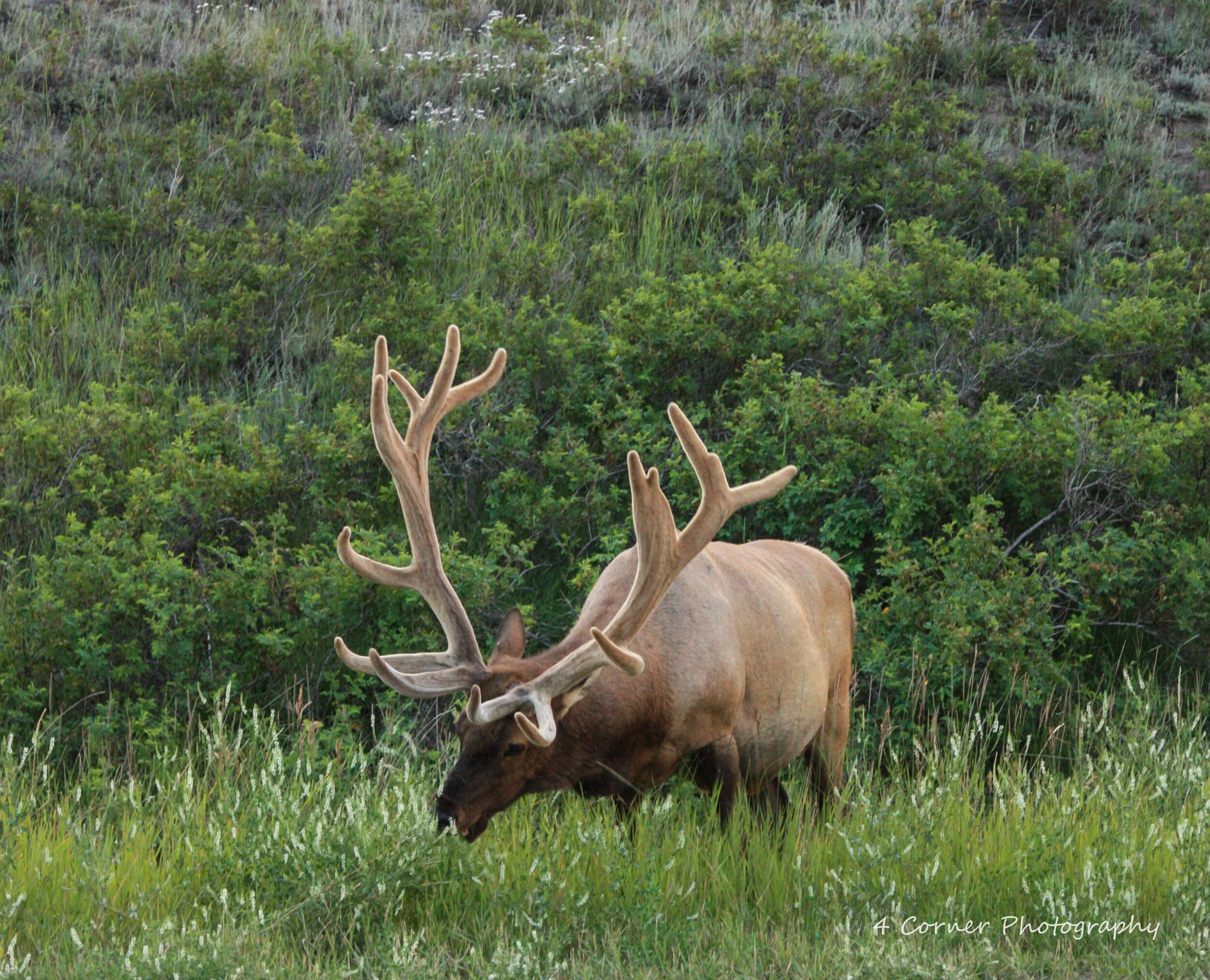 Variety of pictures 164.jpg