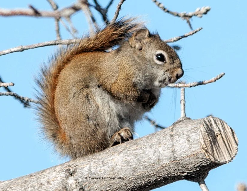 squirrel at home.jpg