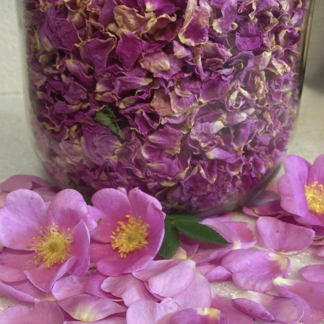 Rose, Wild (Rosa nutkana) dried herb