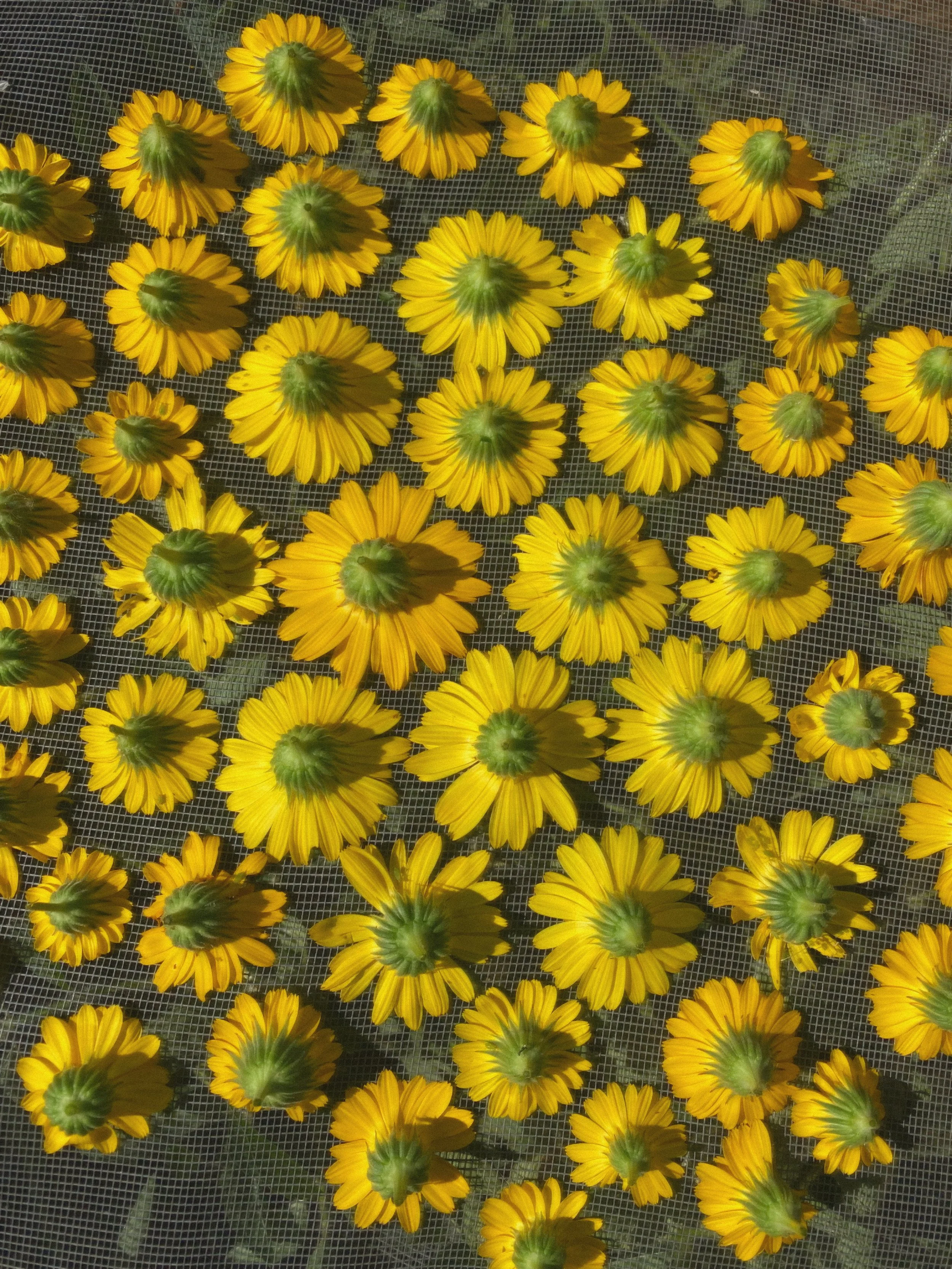 Calendula, Wild (Calendula arvensis)