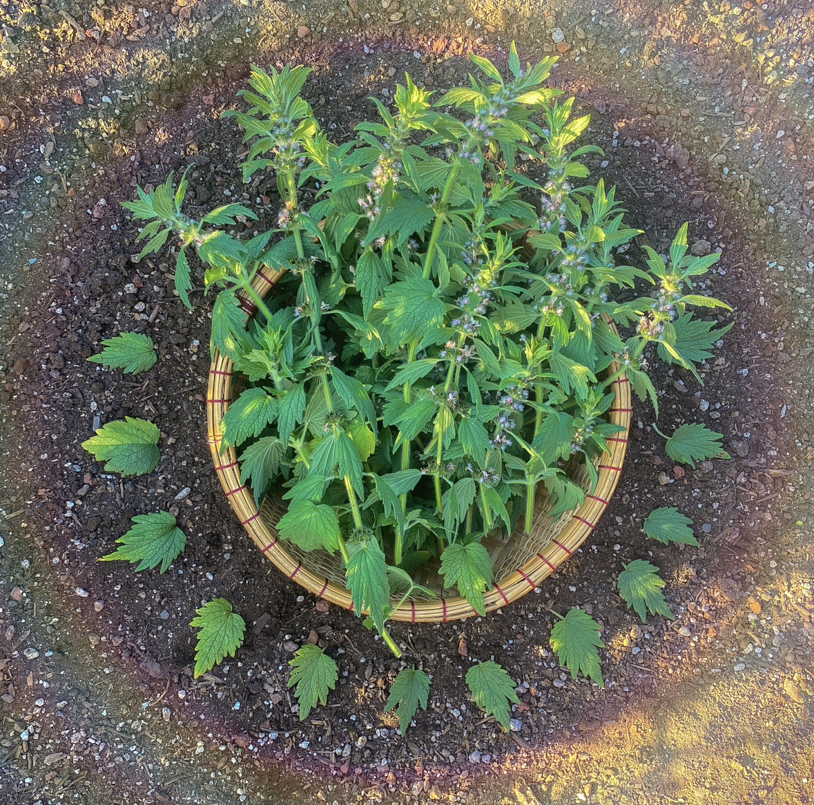 Motherwort (Leonorus cardiaca) dried herb
