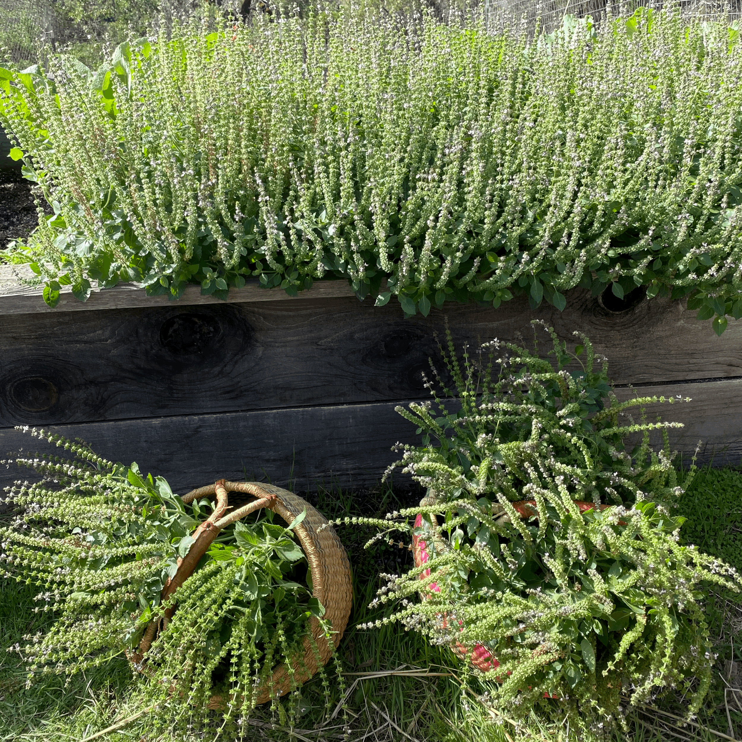 Tulsi, Holy Basil (Ocimum africanum) dried herb