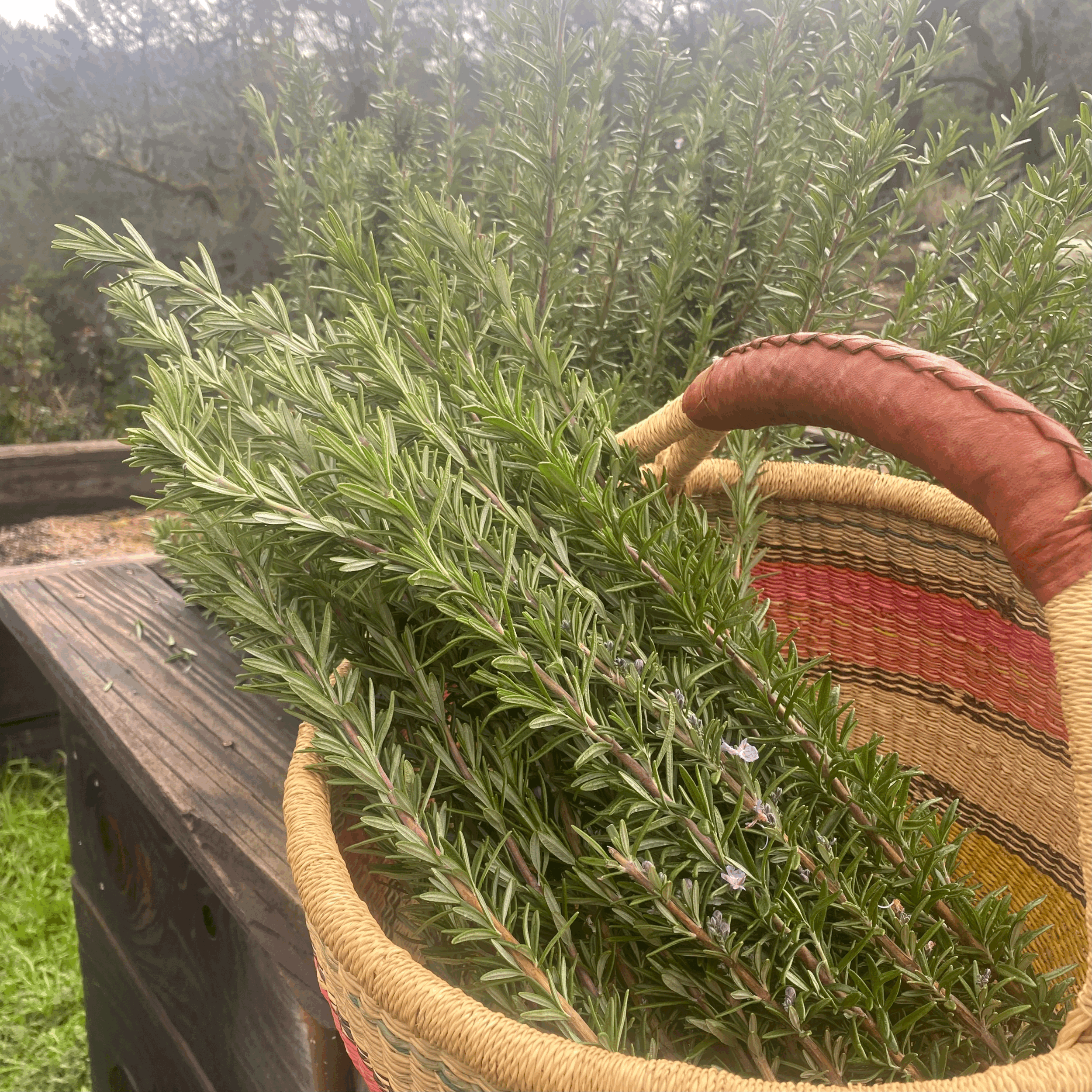 Rosemary (Rosmarinus officinalis) dried herb